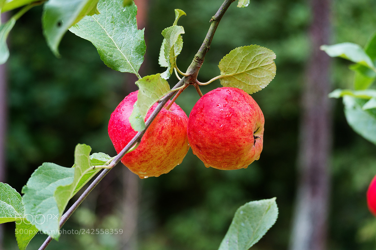 Fujifilm X-A1 sample photo. Apples photography