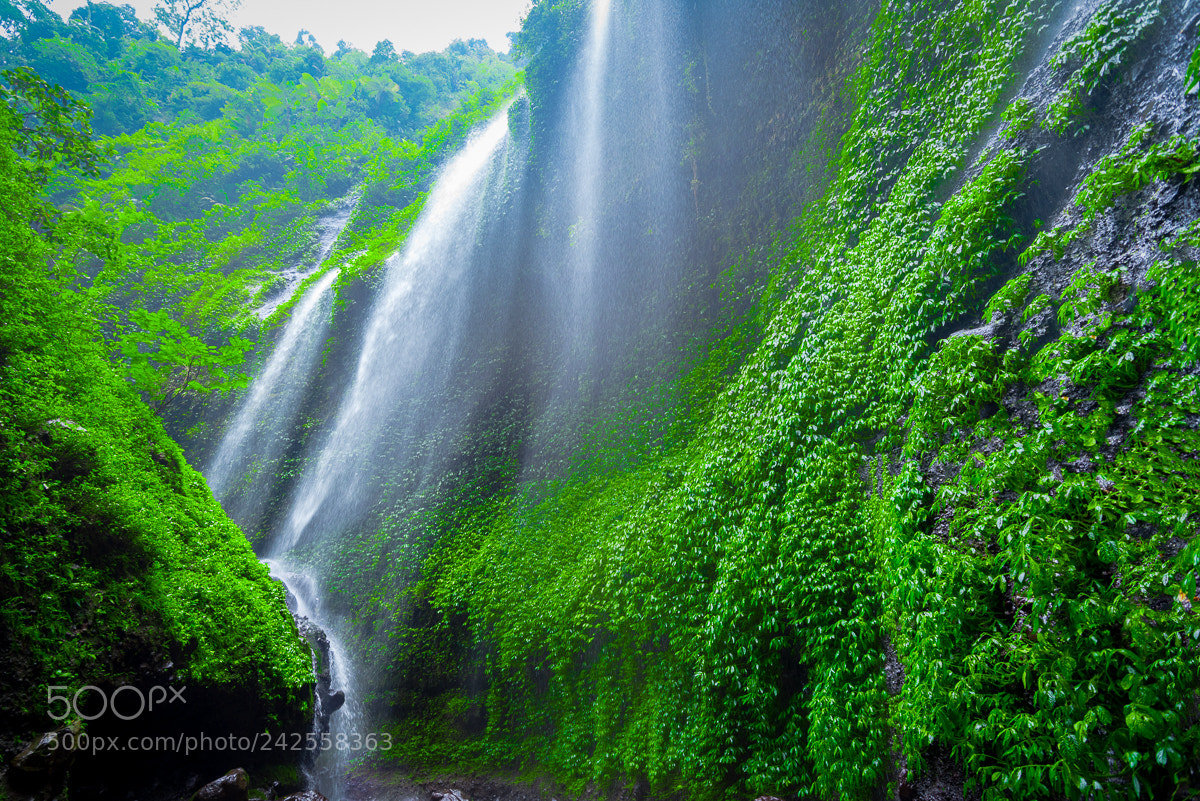 Nikon D810 sample photo. Lush & wet photography