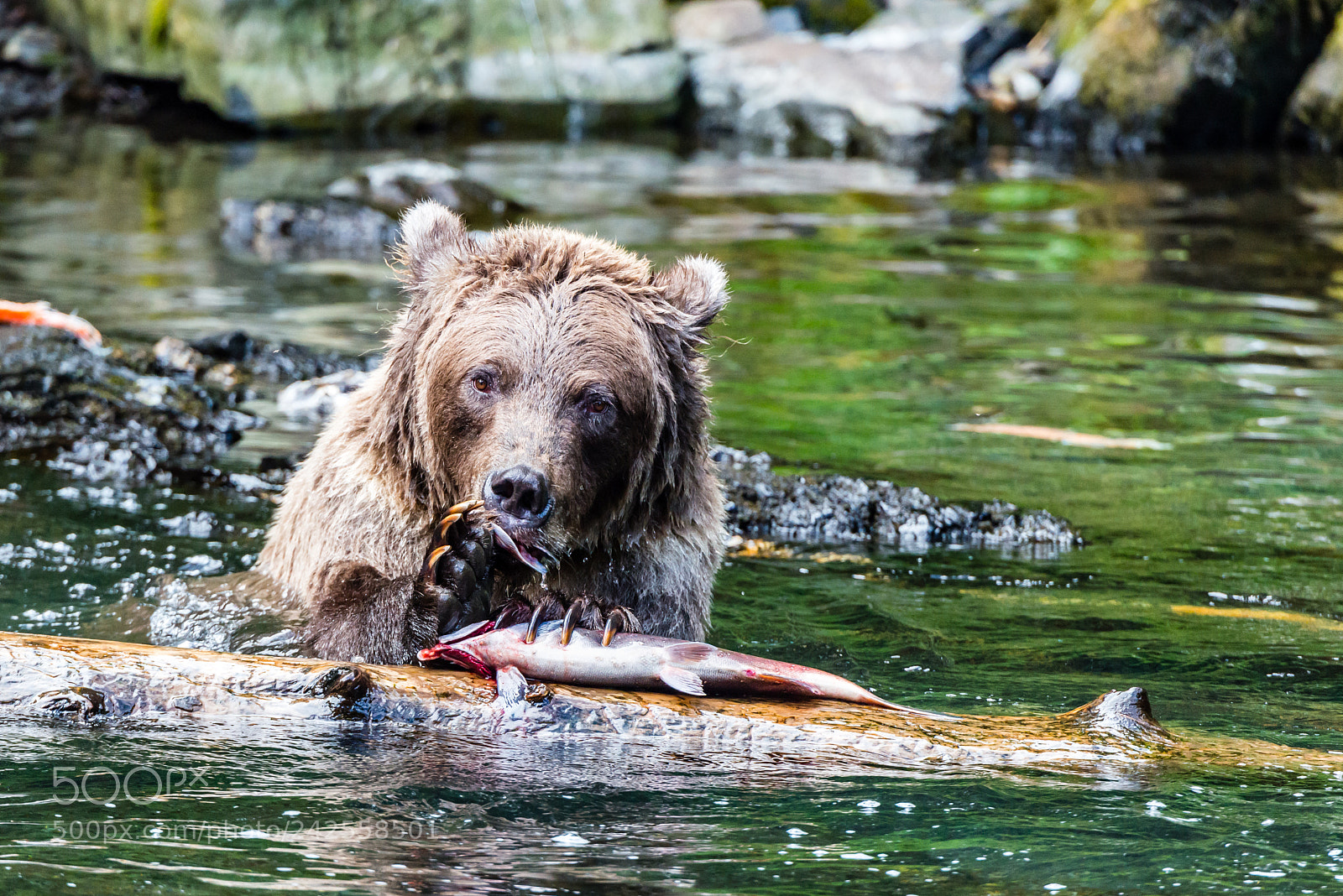 Nikon D800 sample photo. Salmon at the dinner photography