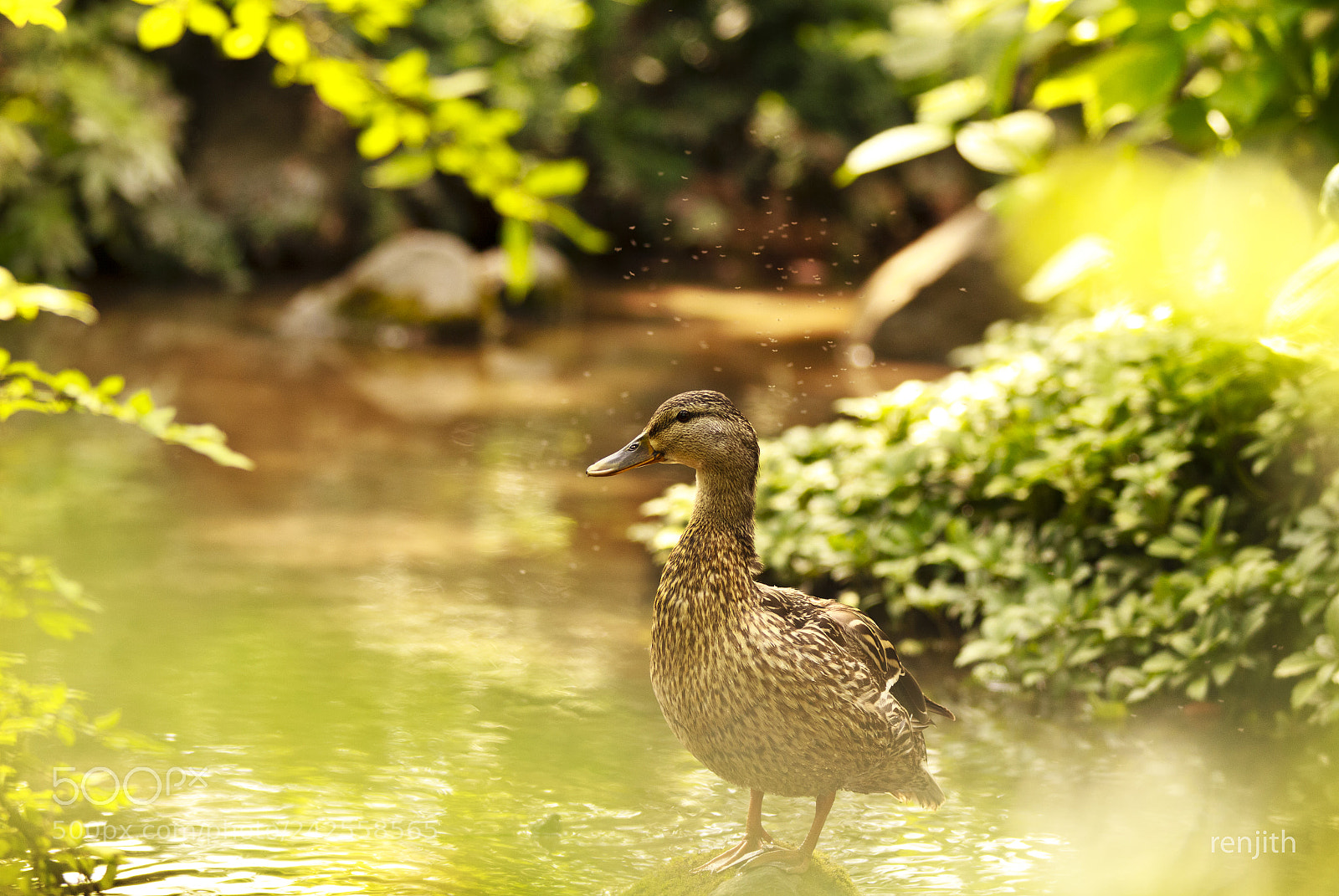 Canon EOS 60D sample photo. Duckie photography