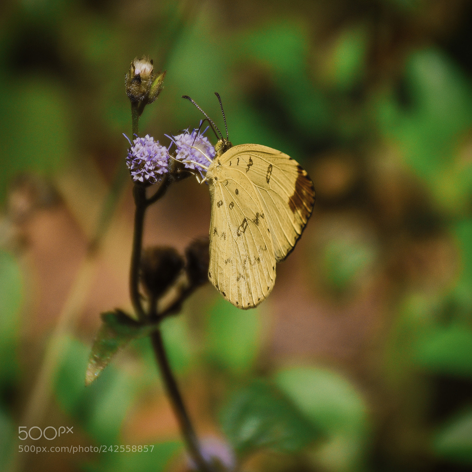 Nikon D5600 sample photo. Common grass yellow photography
