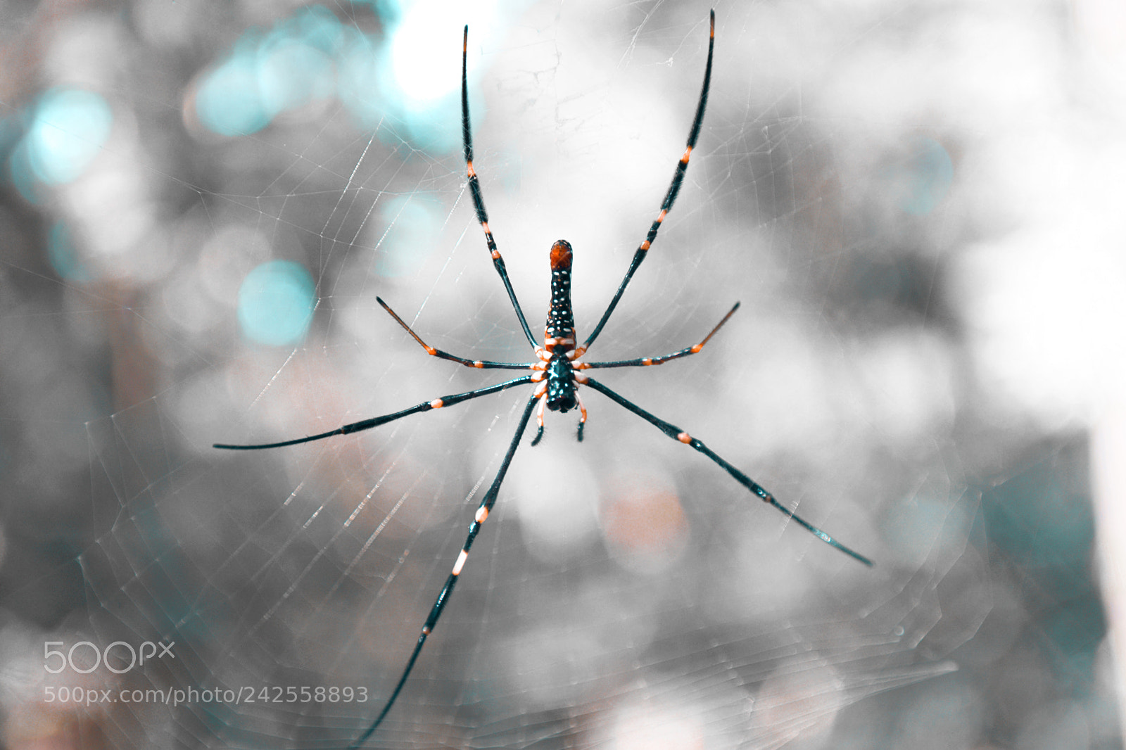 Nikon D5600 sample photo. Nephila spider photography