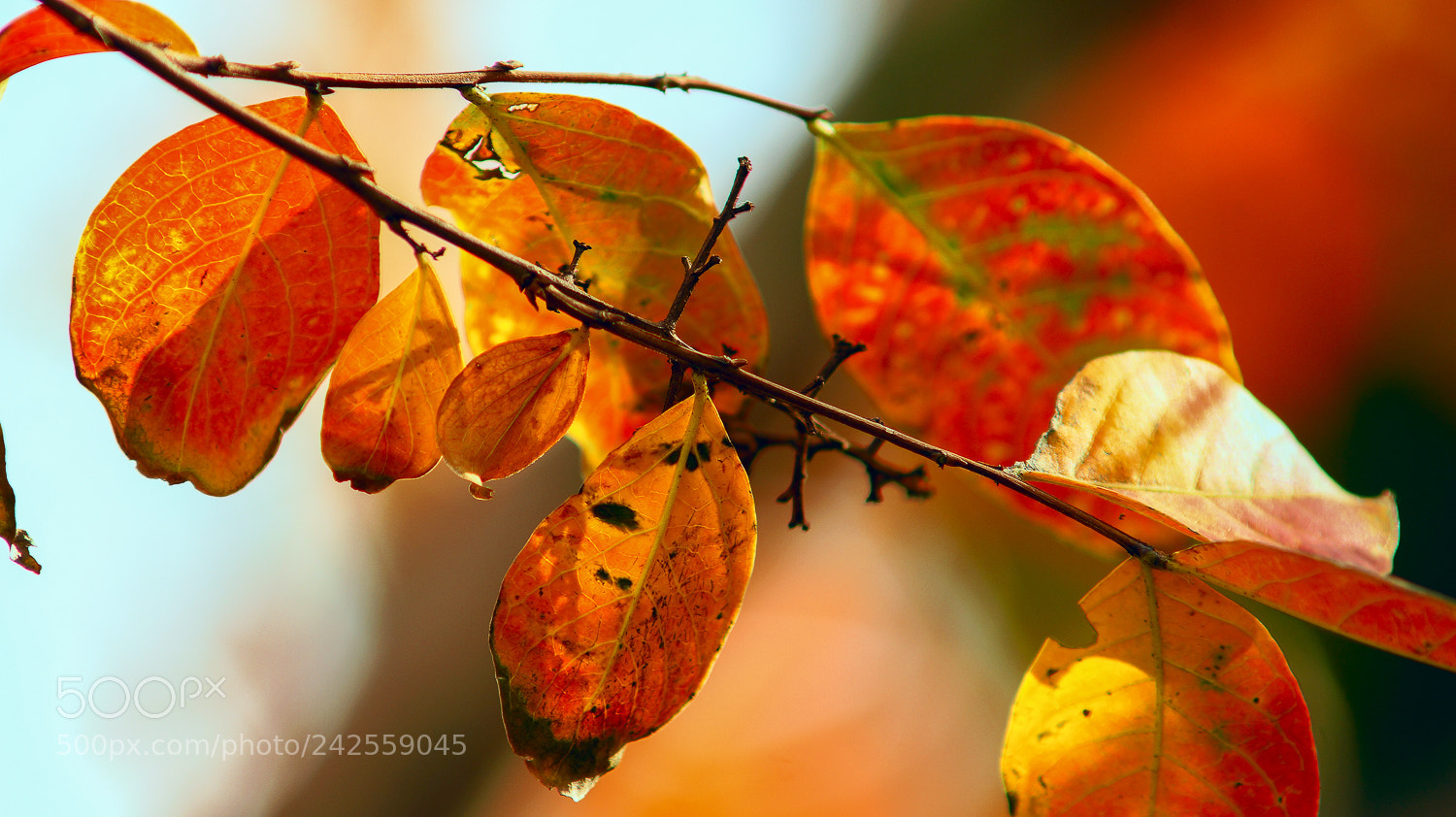 Sony SLT-A58 sample photo. Autumn colors photography