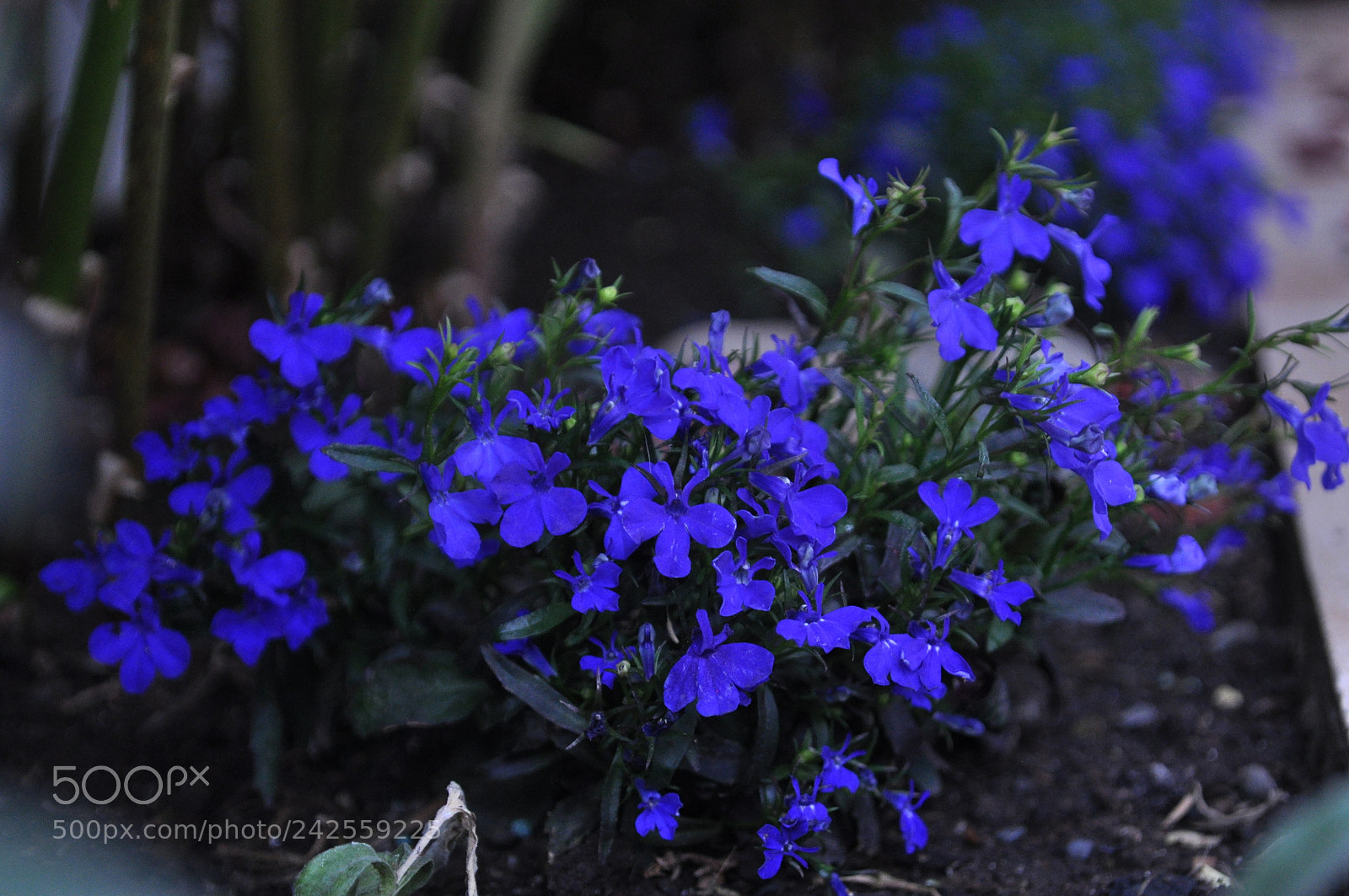 Nikon D5000 sample photo. Untitled photography
