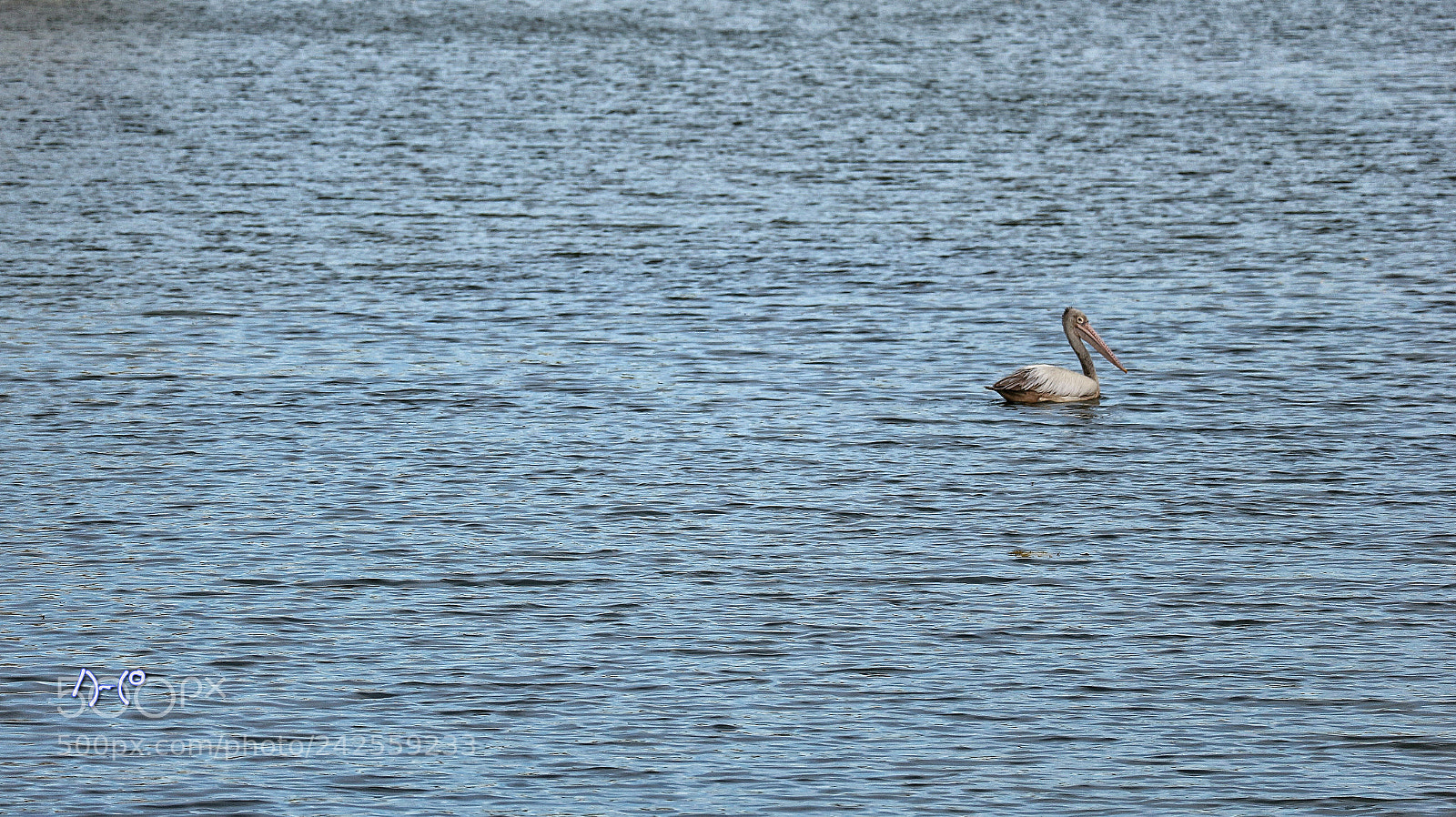 Canon EOS M10 sample photo. Pelican photography
