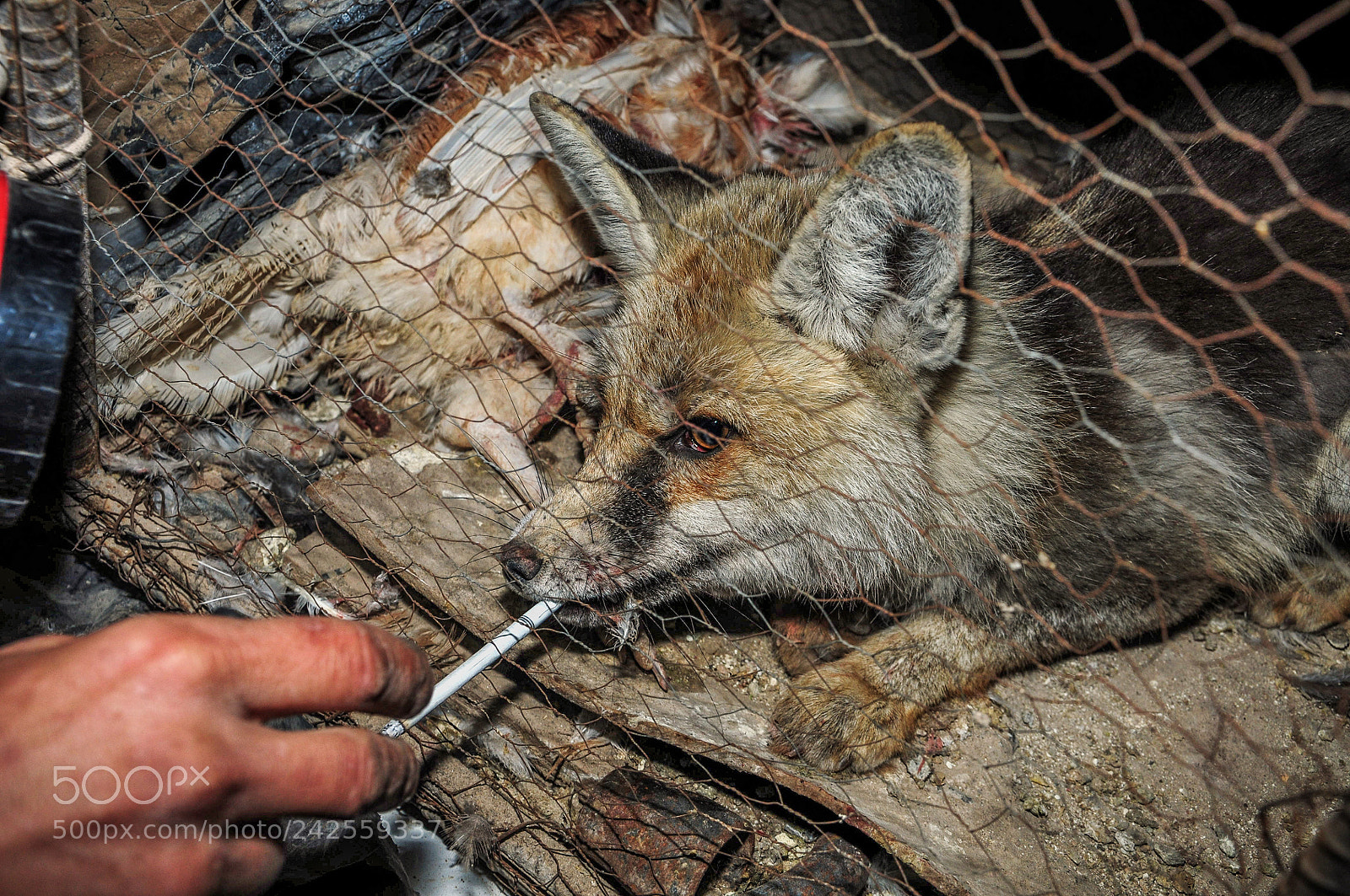 Nikon D300S sample photo. Fox photography