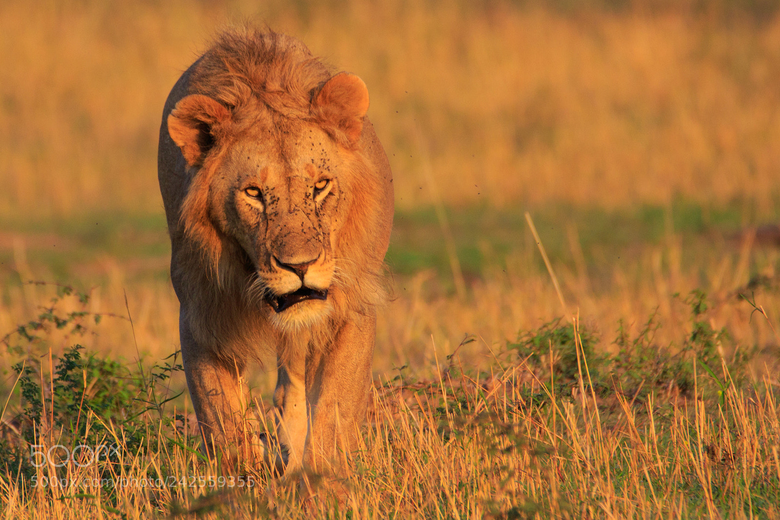 Canon EOS 7D Mark II sample photo. Tanzania - serengeti photography
