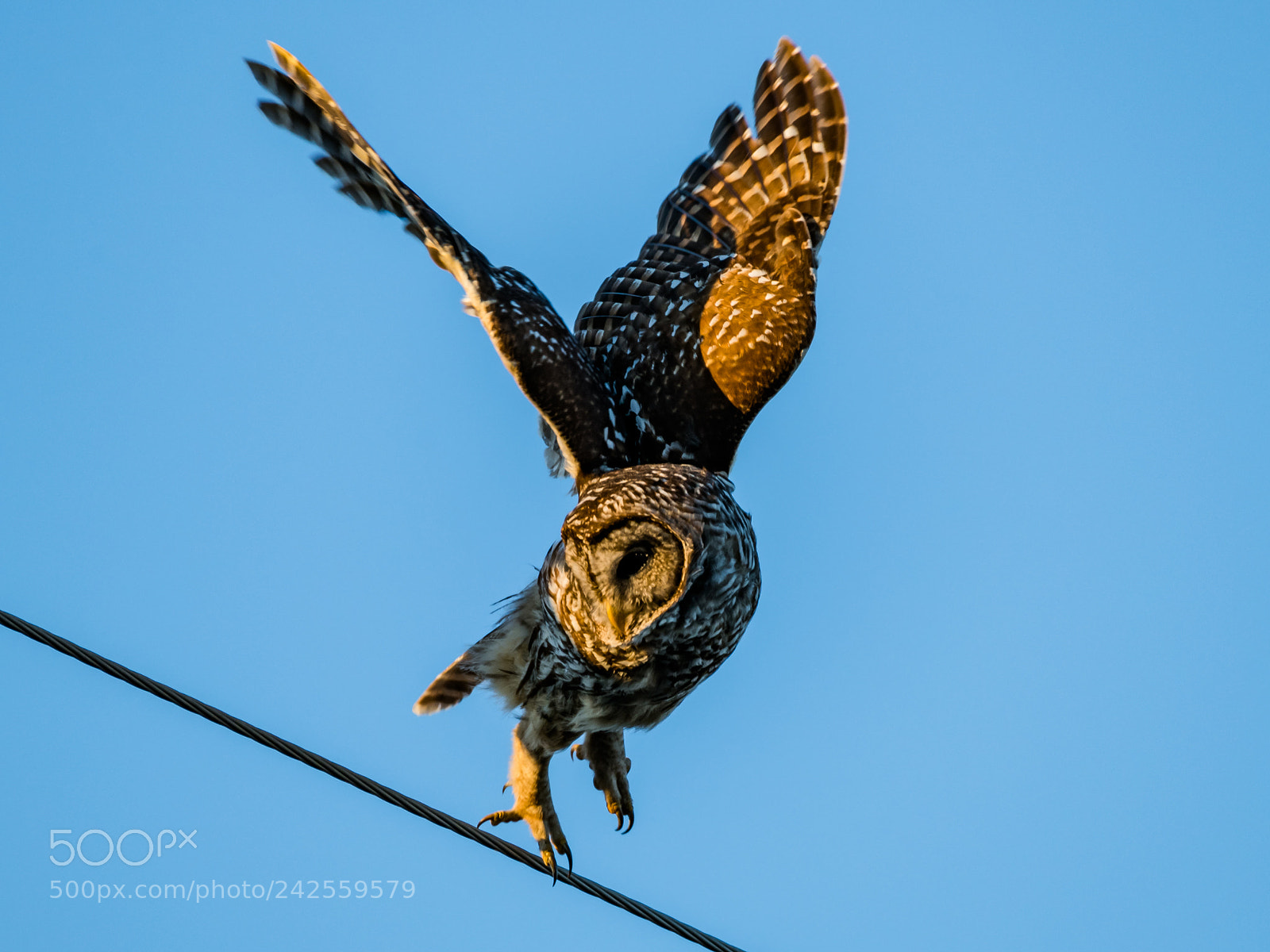Nikon D850 sample photo. Flying off photography