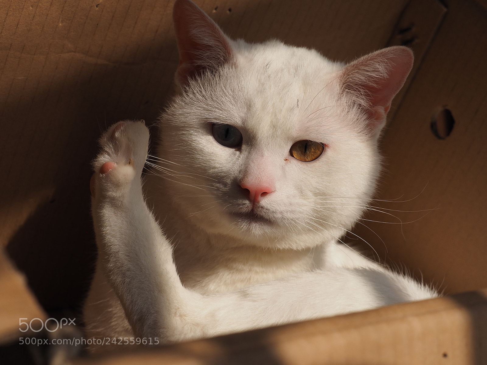 Olympus OM-D E-M1 sample photo. The cute cat with photography