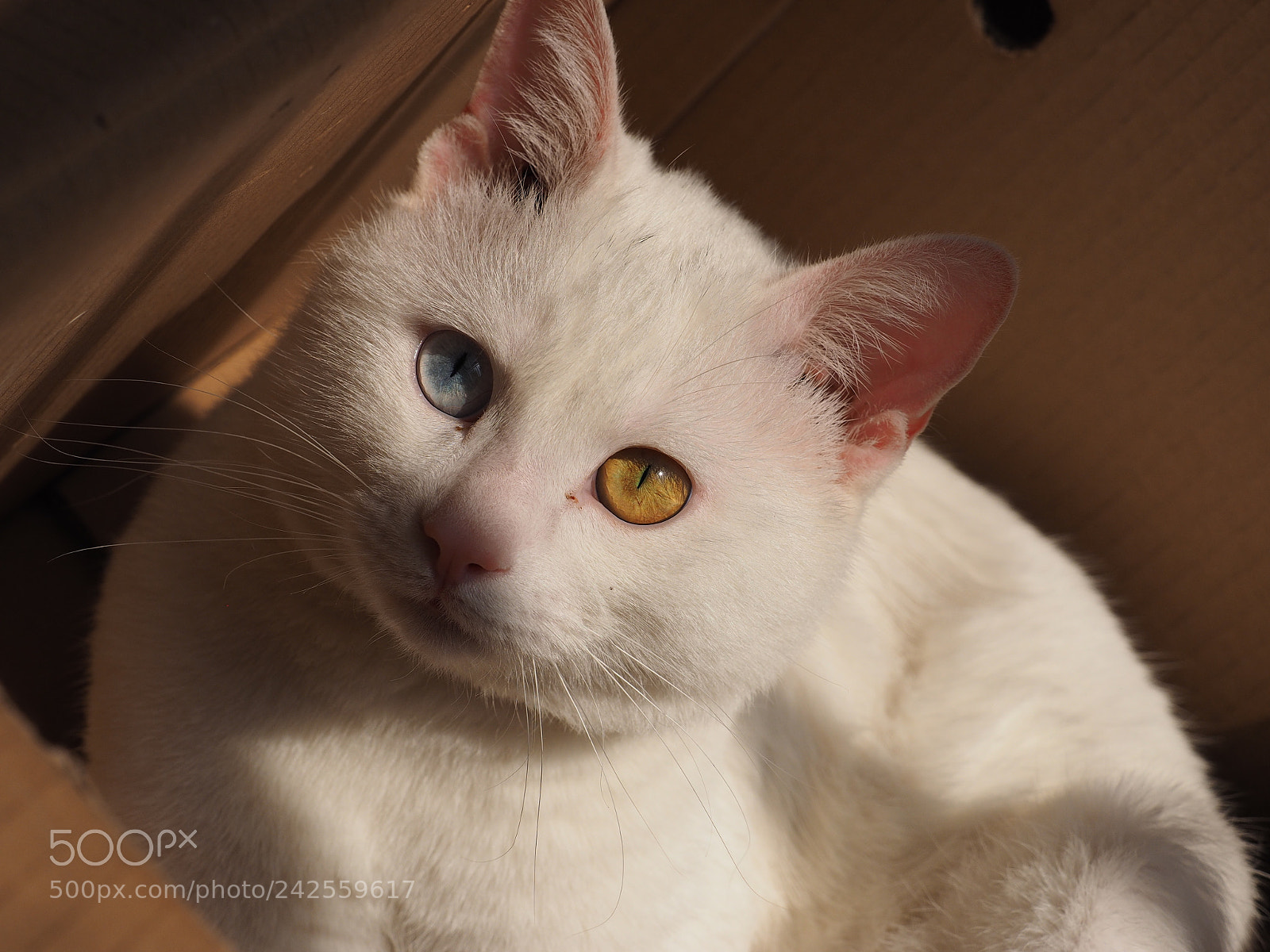 Olympus OM-D E-M1 sample photo. The cute cat with photography