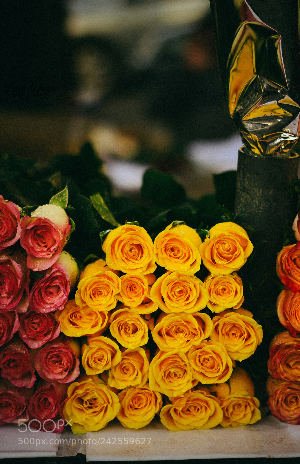 Nikon D3100 sample photo. Roses photography