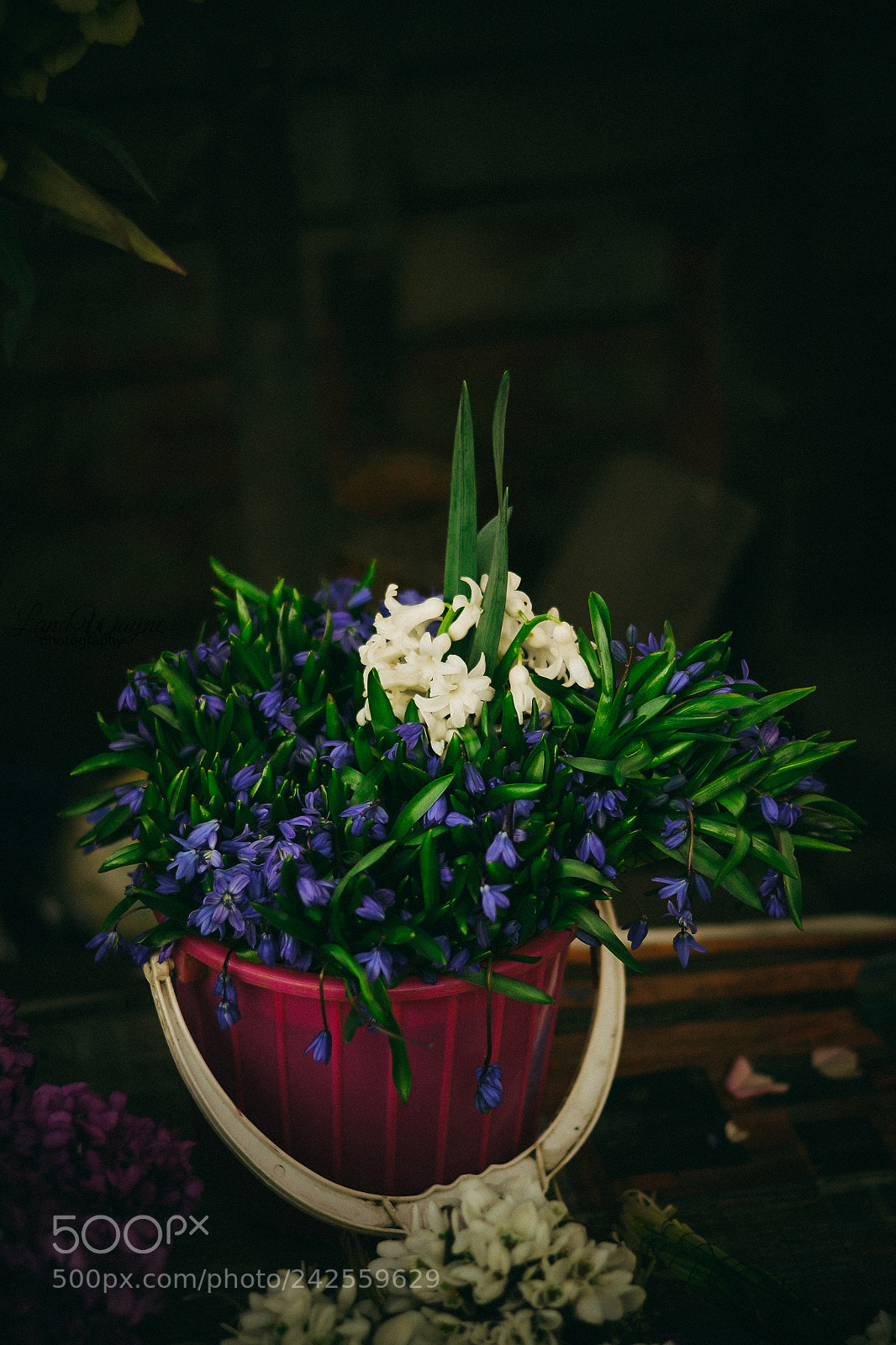 Nikon D3100 sample photo. Lily photography