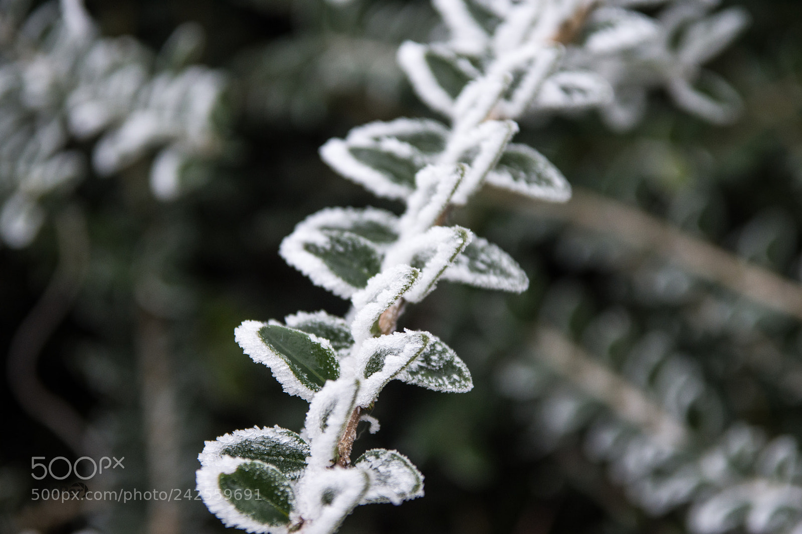 Nikon D7200 sample photo. Frost photography