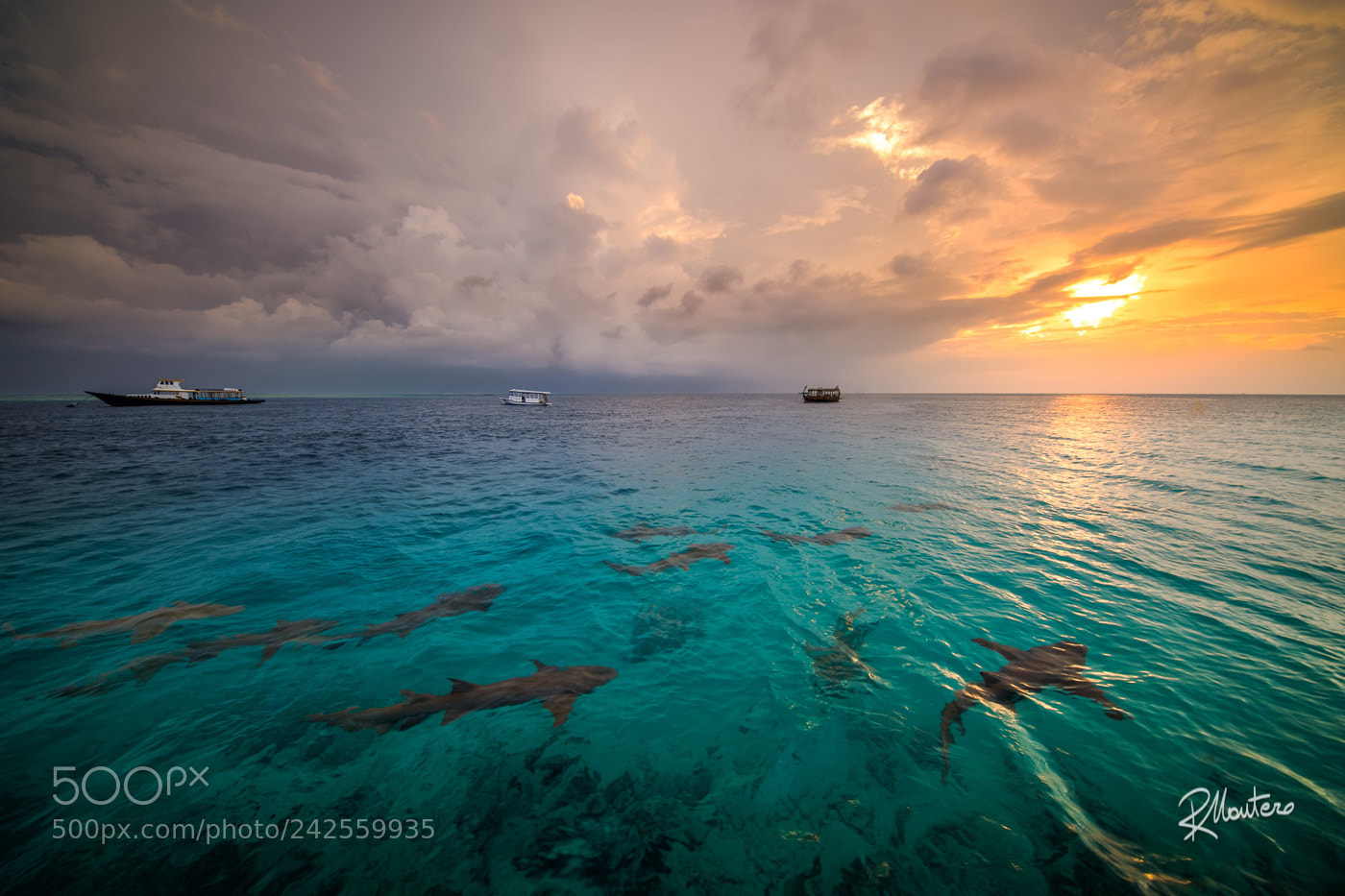 Nikon D810 sample photo. Sunset sharks photography