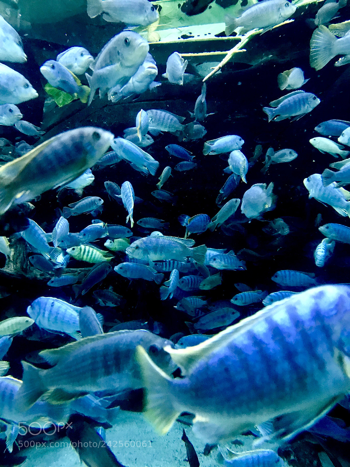 Apple iPhone 7 Plus sample photo. Fishes photography