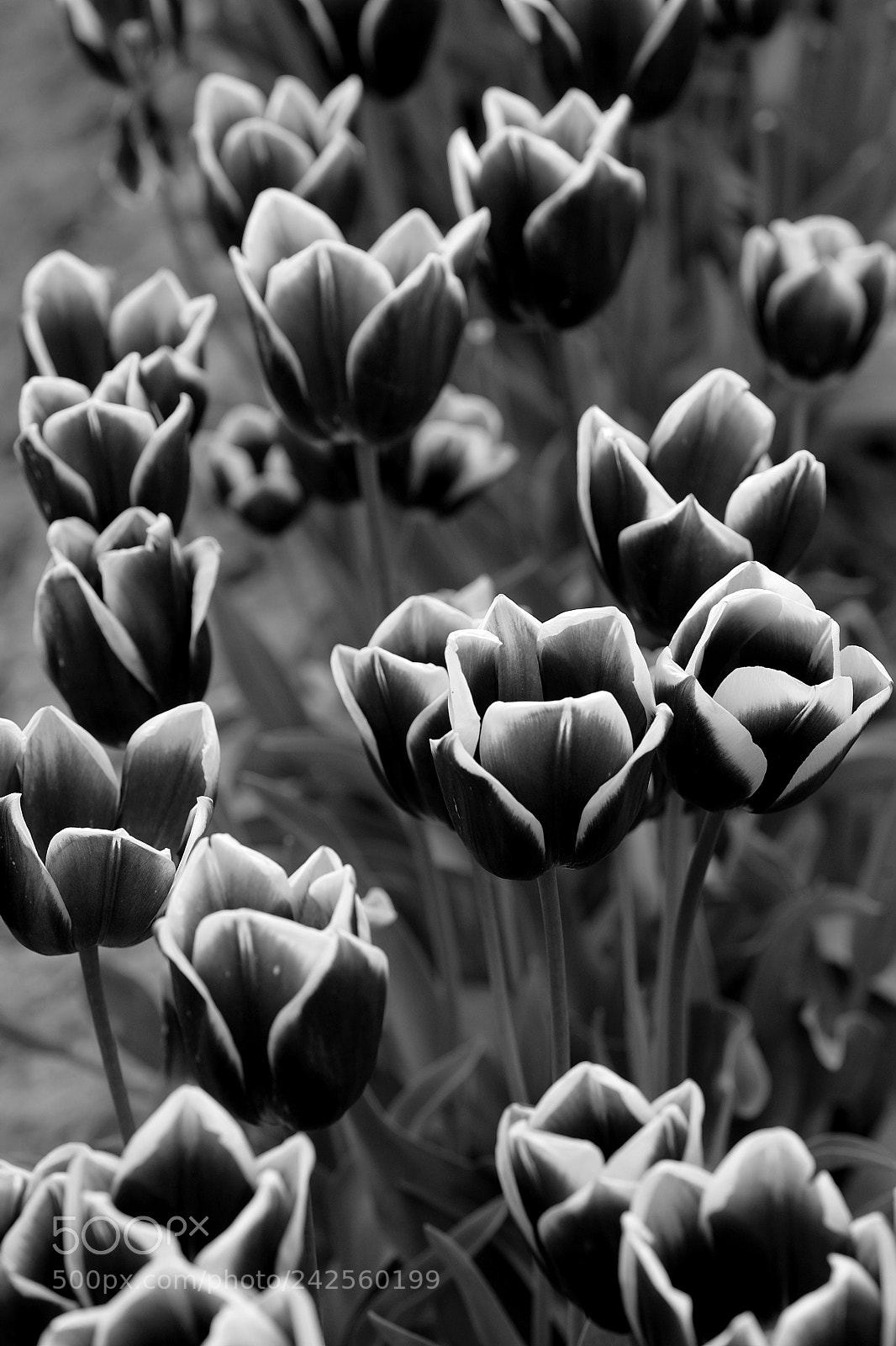 Canon EOS 5D sample photo. Tulips photography