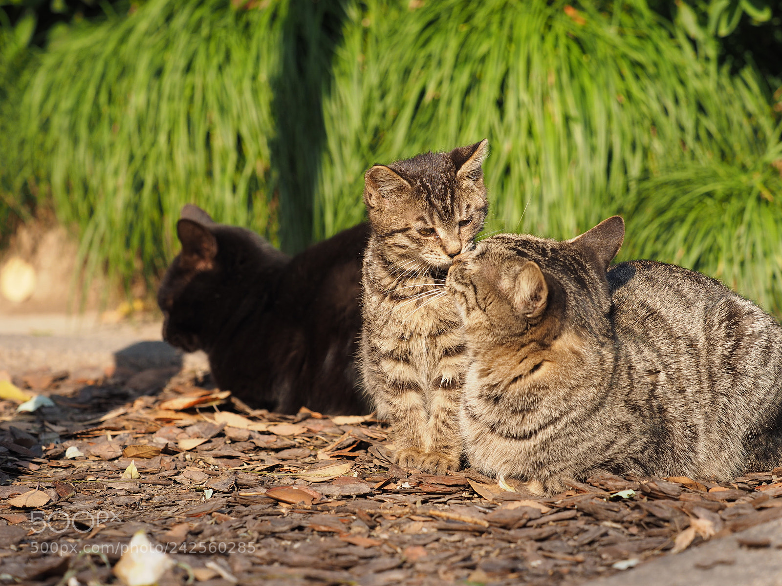 Olympus OM-D E-M1 sample photo. The cute cat with photography