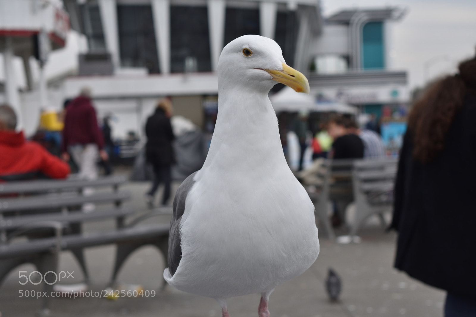Nikon D3400 sample photo. Portrait of a seagull photography