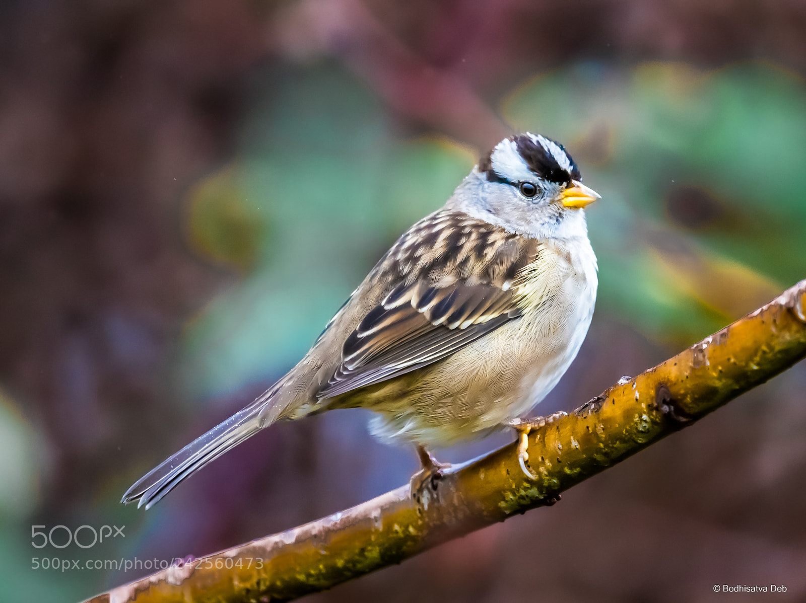 Nikon D750 sample photo. White crowned sparrow photography
