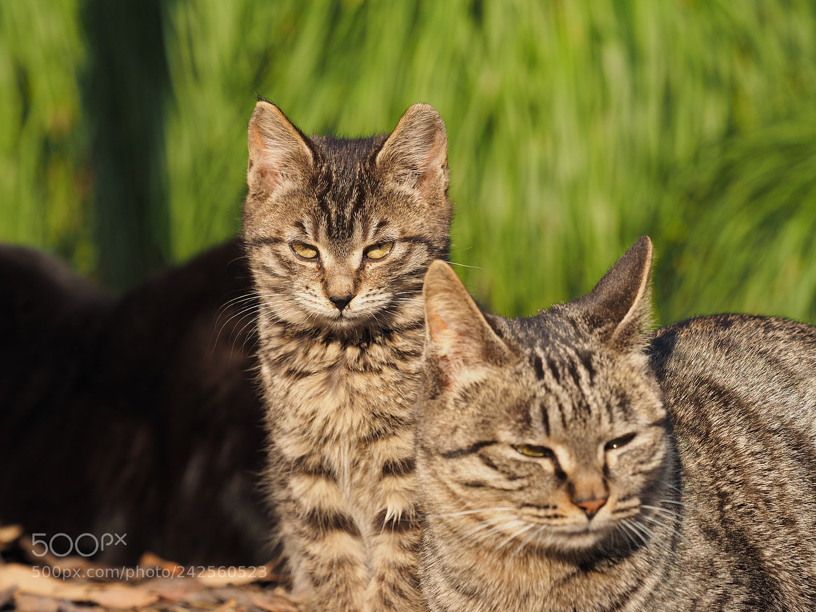 Olympus OM-D E-M1 sample photo. The cute cat with photography