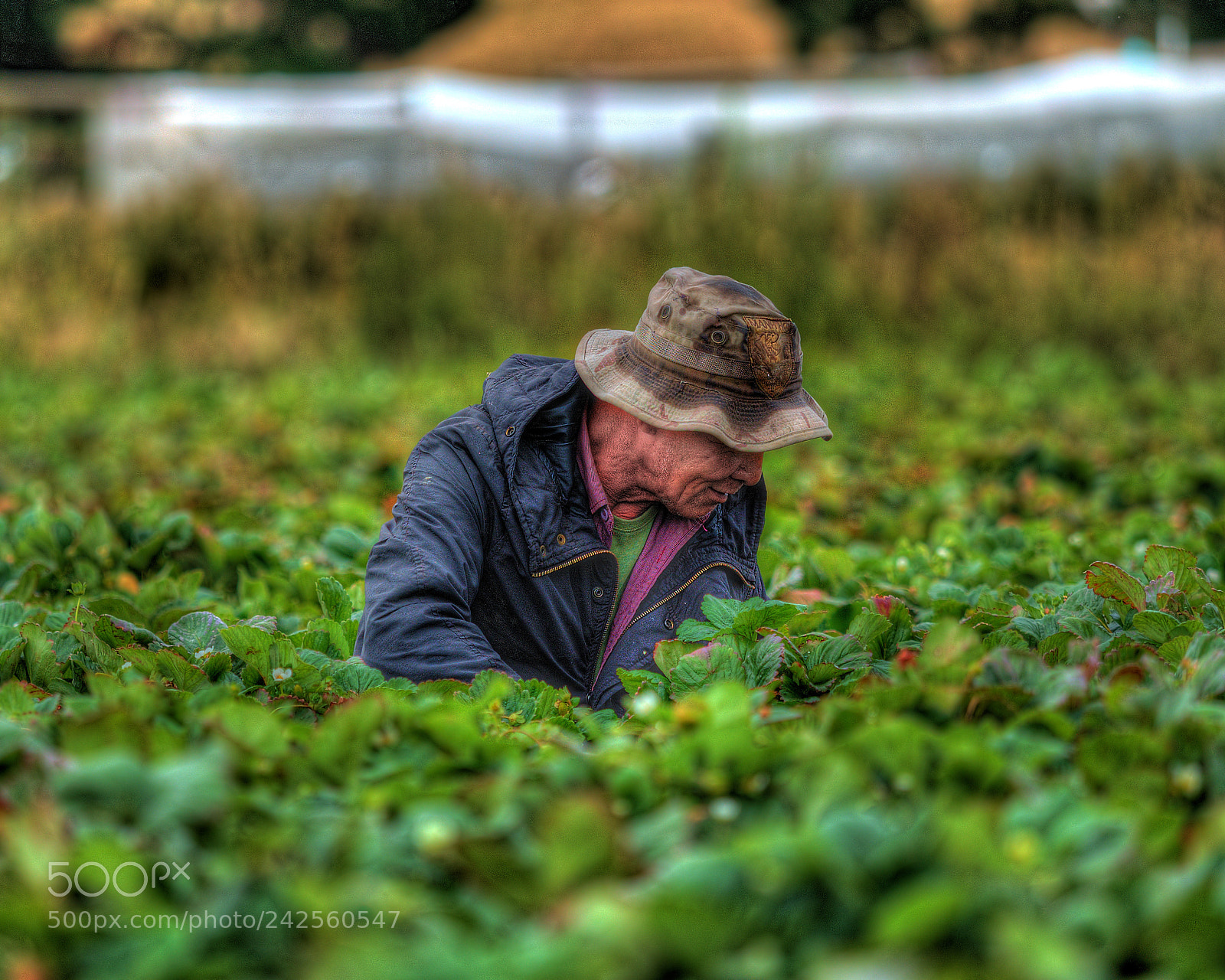 Olympus OM-D E-M5 II sample photo. Strawberry farm photography