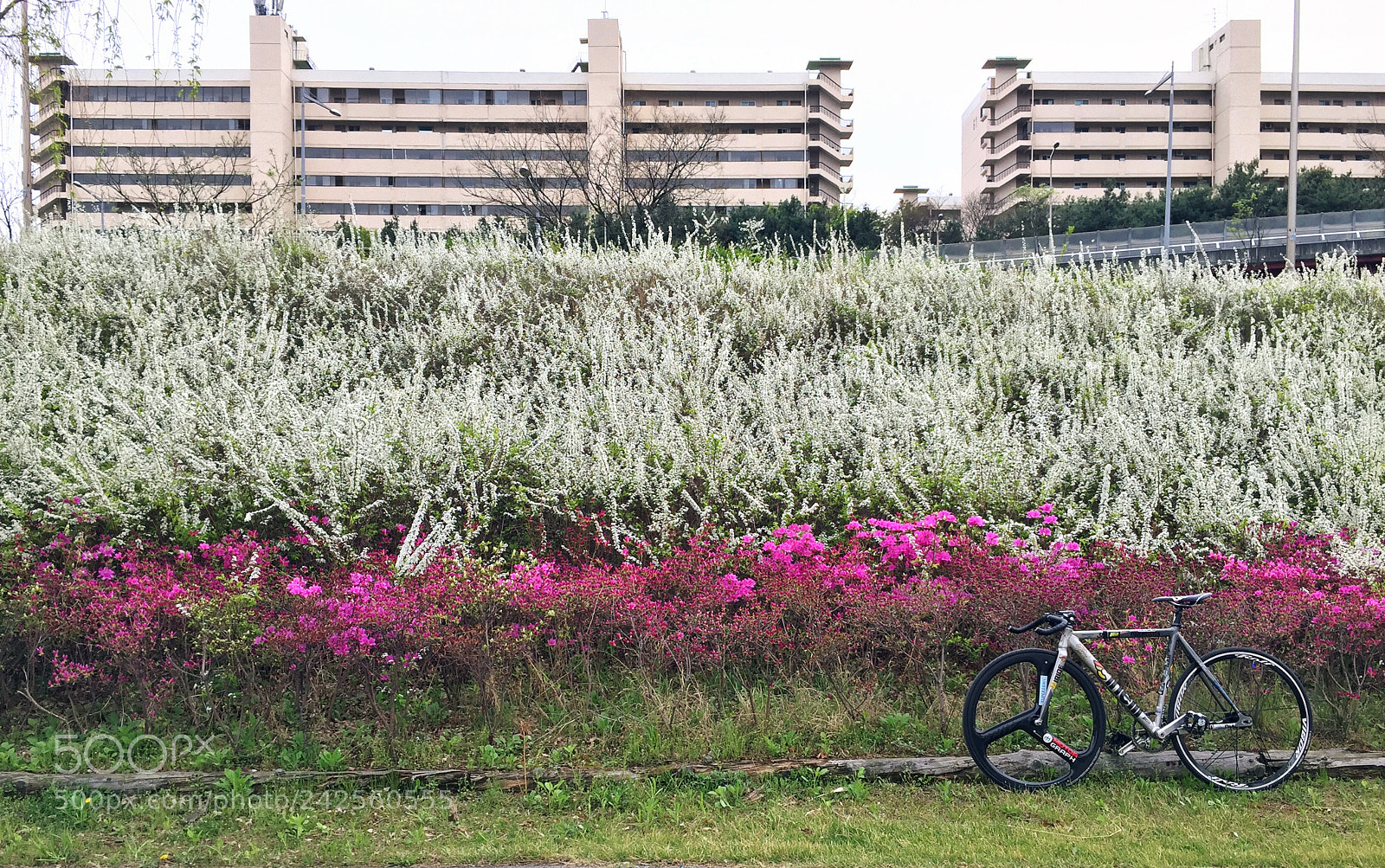 Apple iPhone 6 sample photo. Spring flower riding photography