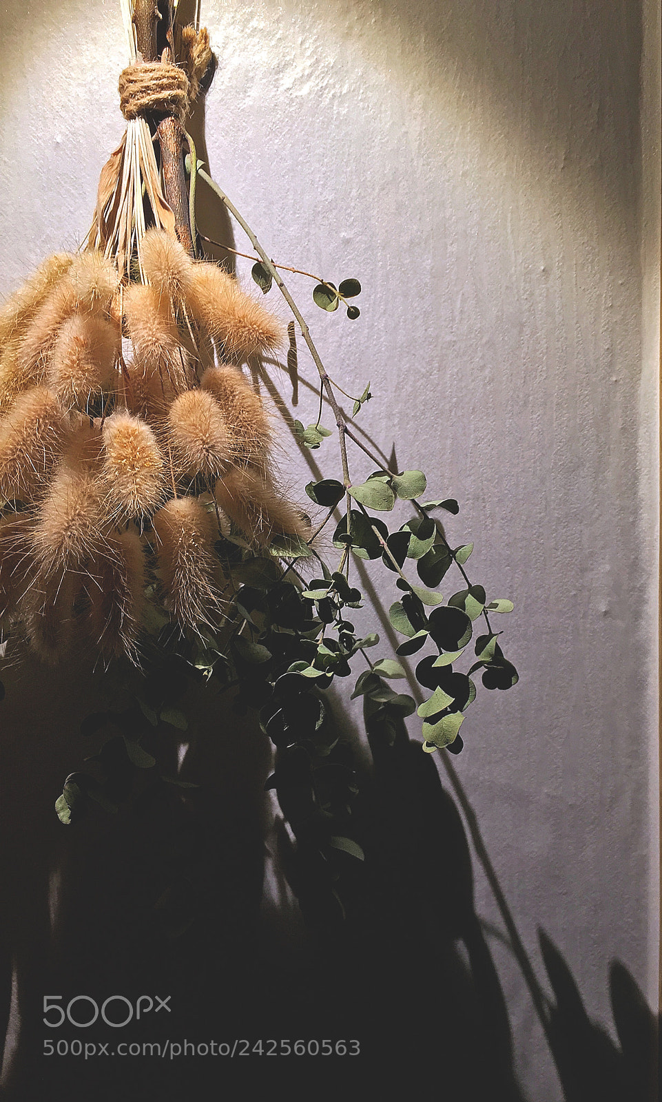 Apple iPhone 6 sample photo. Dry flower photography