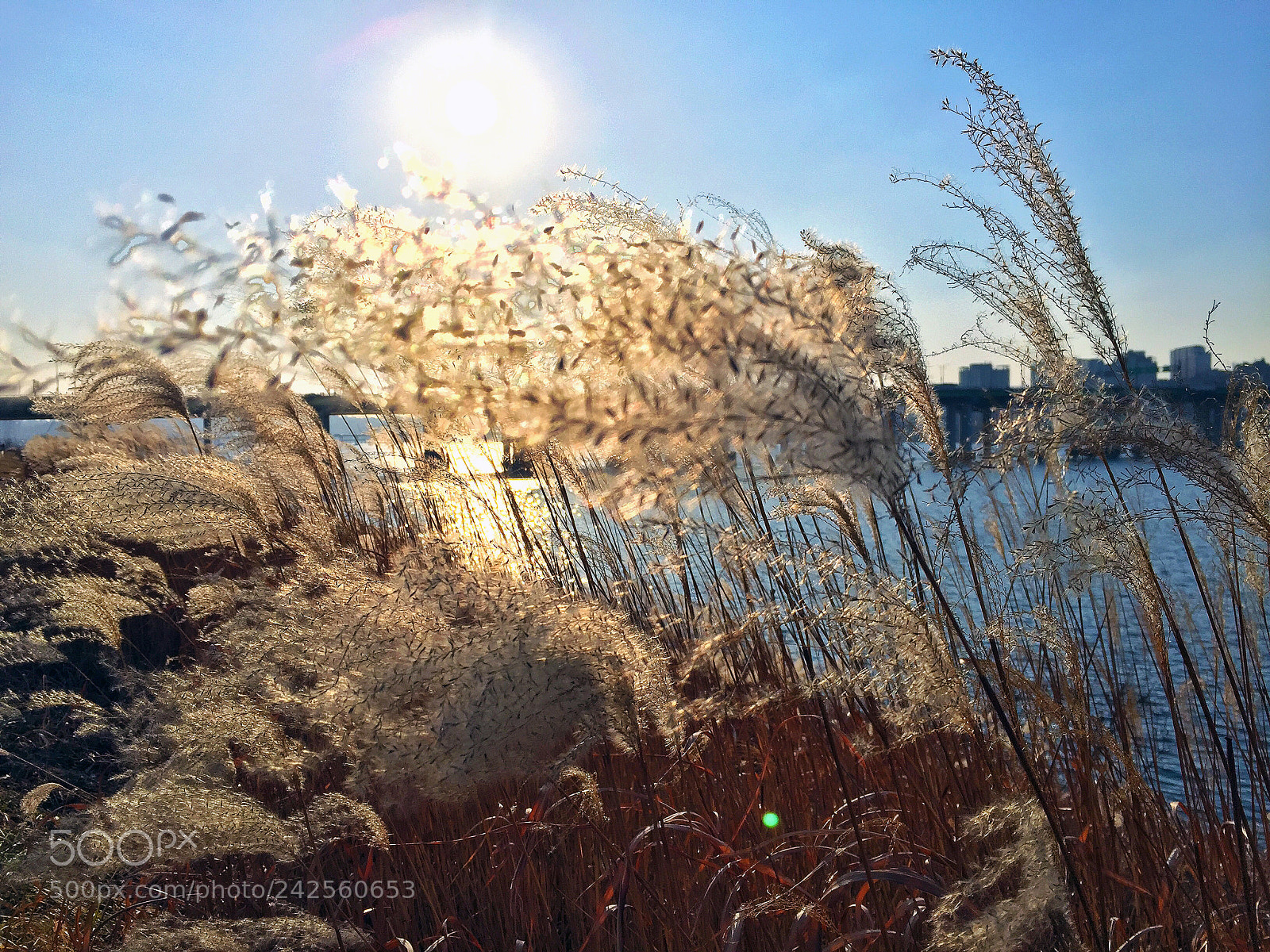 Apple iPhone 6 sample photo. Han river hay photography
