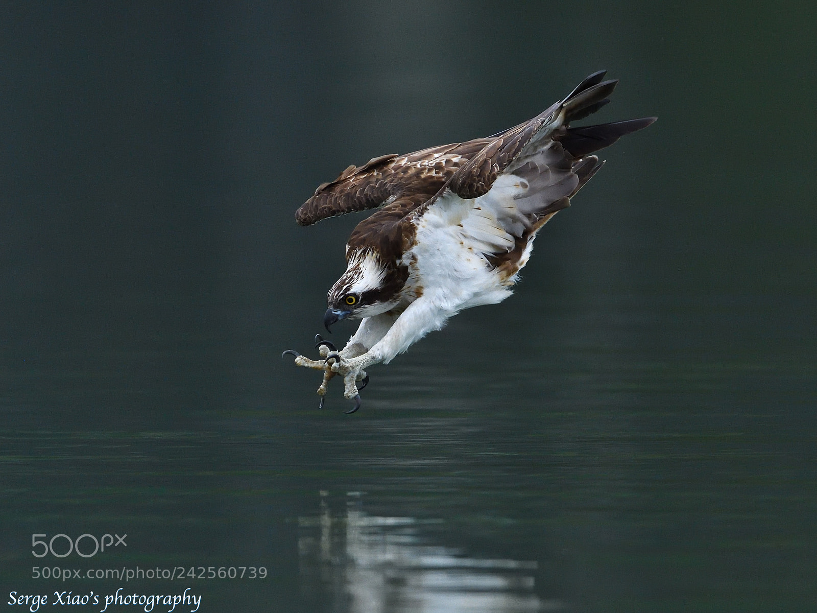 Nikon D5 sample photo. Osprey photography