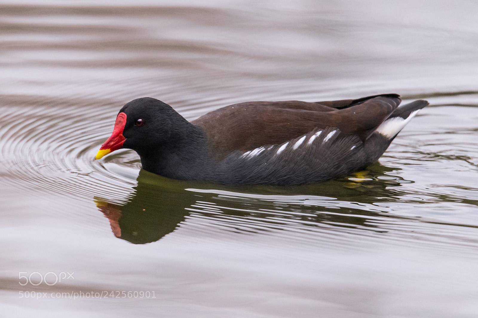 Nikon D850 sample photo. Passing moorhen photography