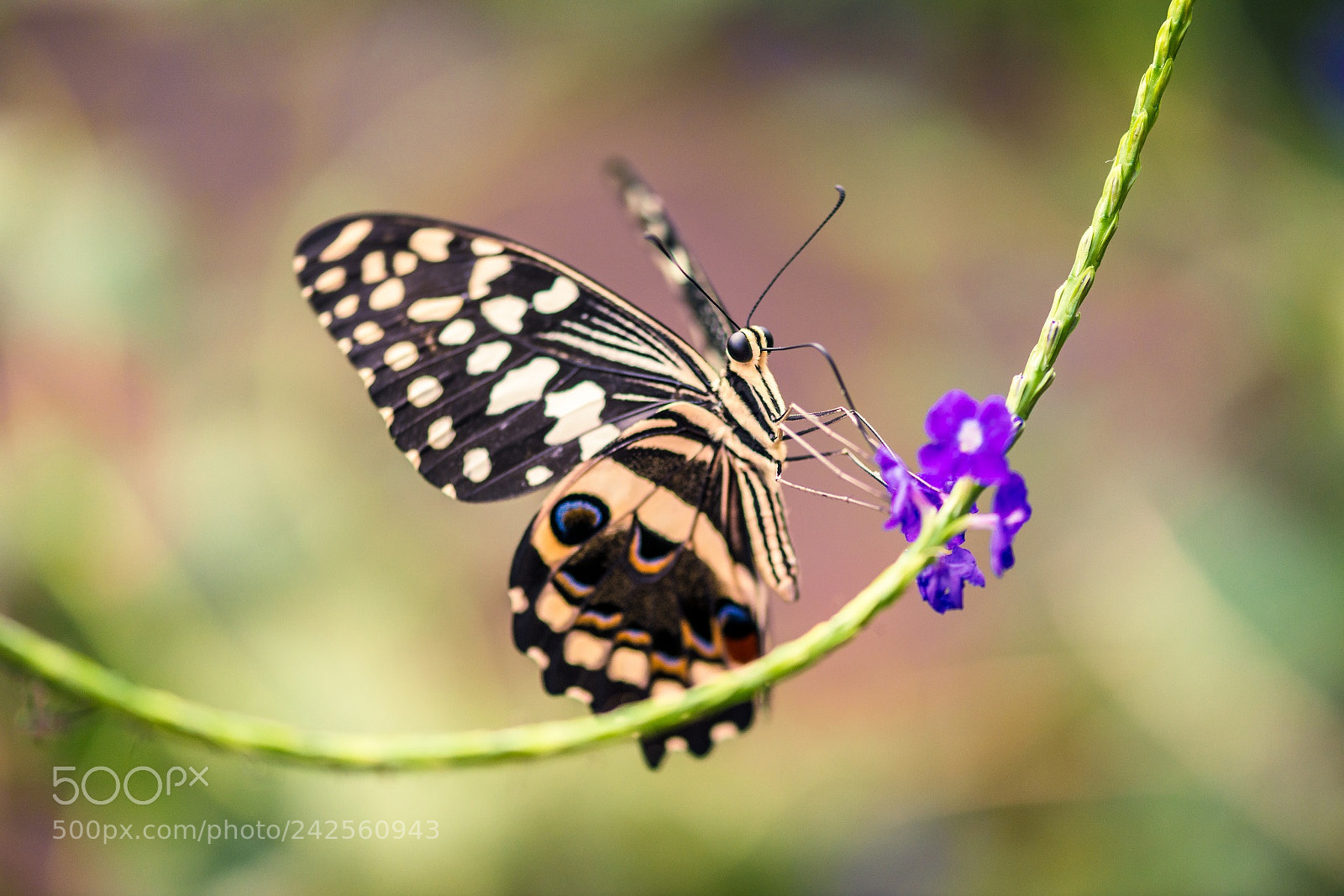 Nikon D800E sample photo. Papilio demodocus papillon de photography