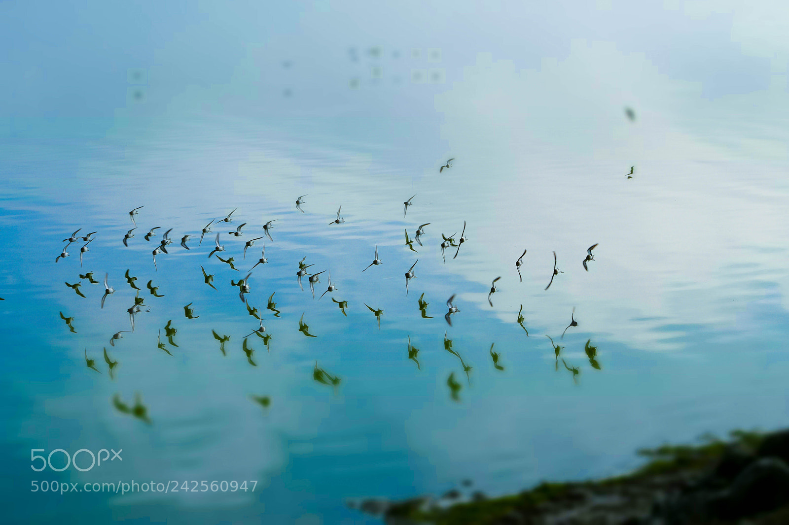 Nikon D5500 sample photo. Birds of paradise photography