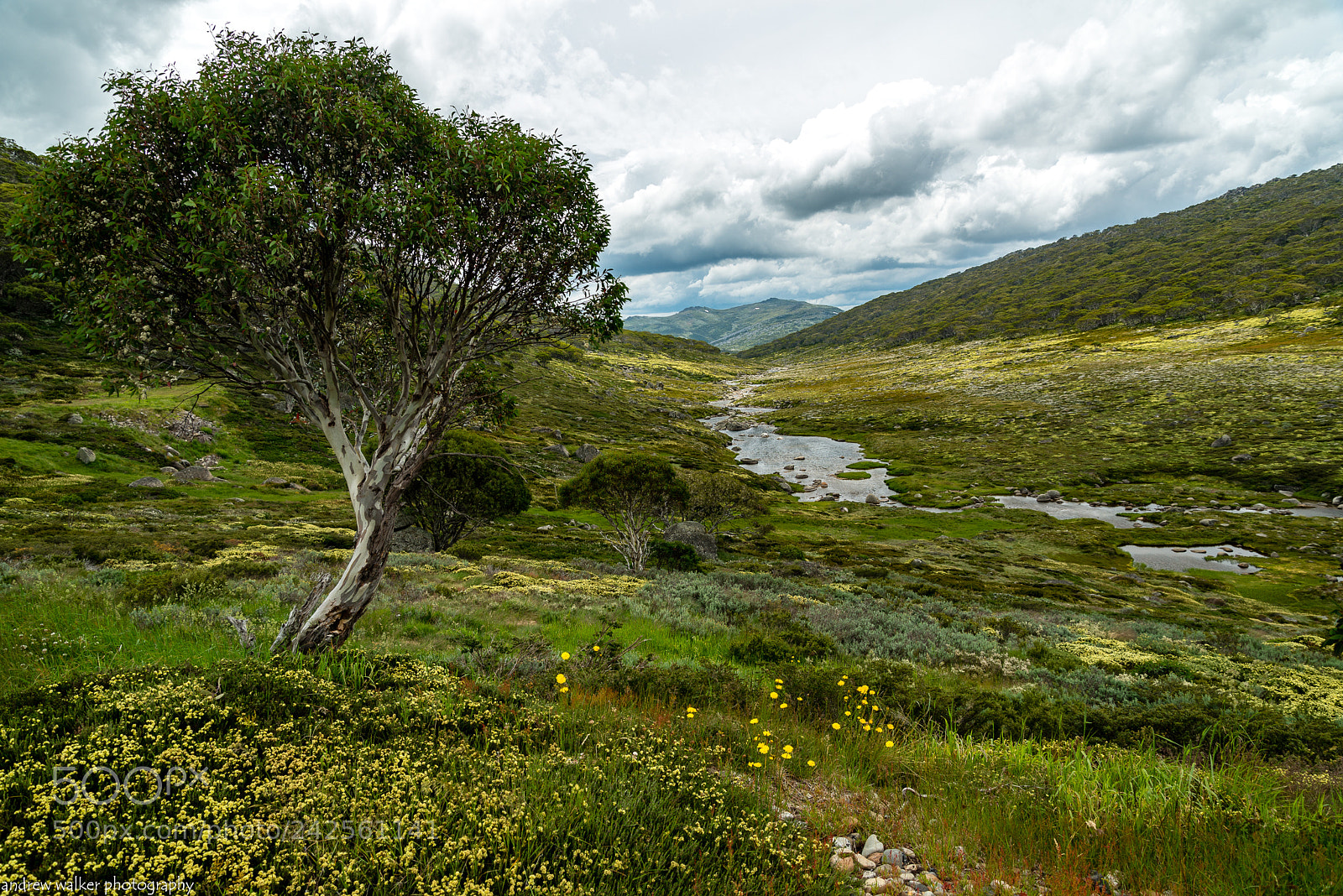 Nikon D610 sample photo. Spencers creek photography