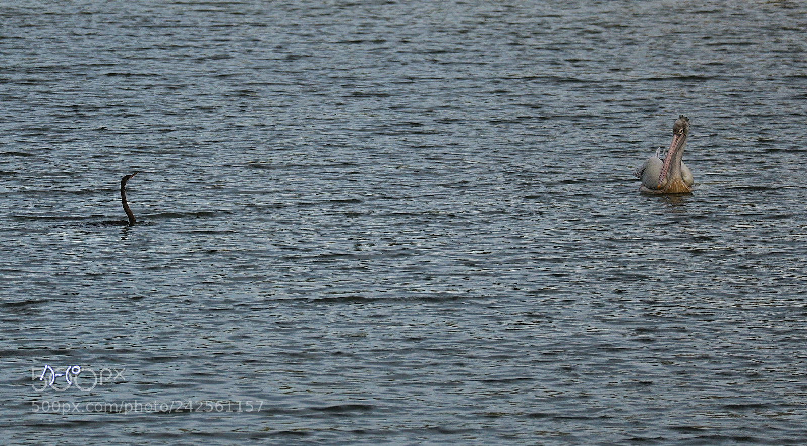 Canon EOS M10 sample photo. Encounter photography