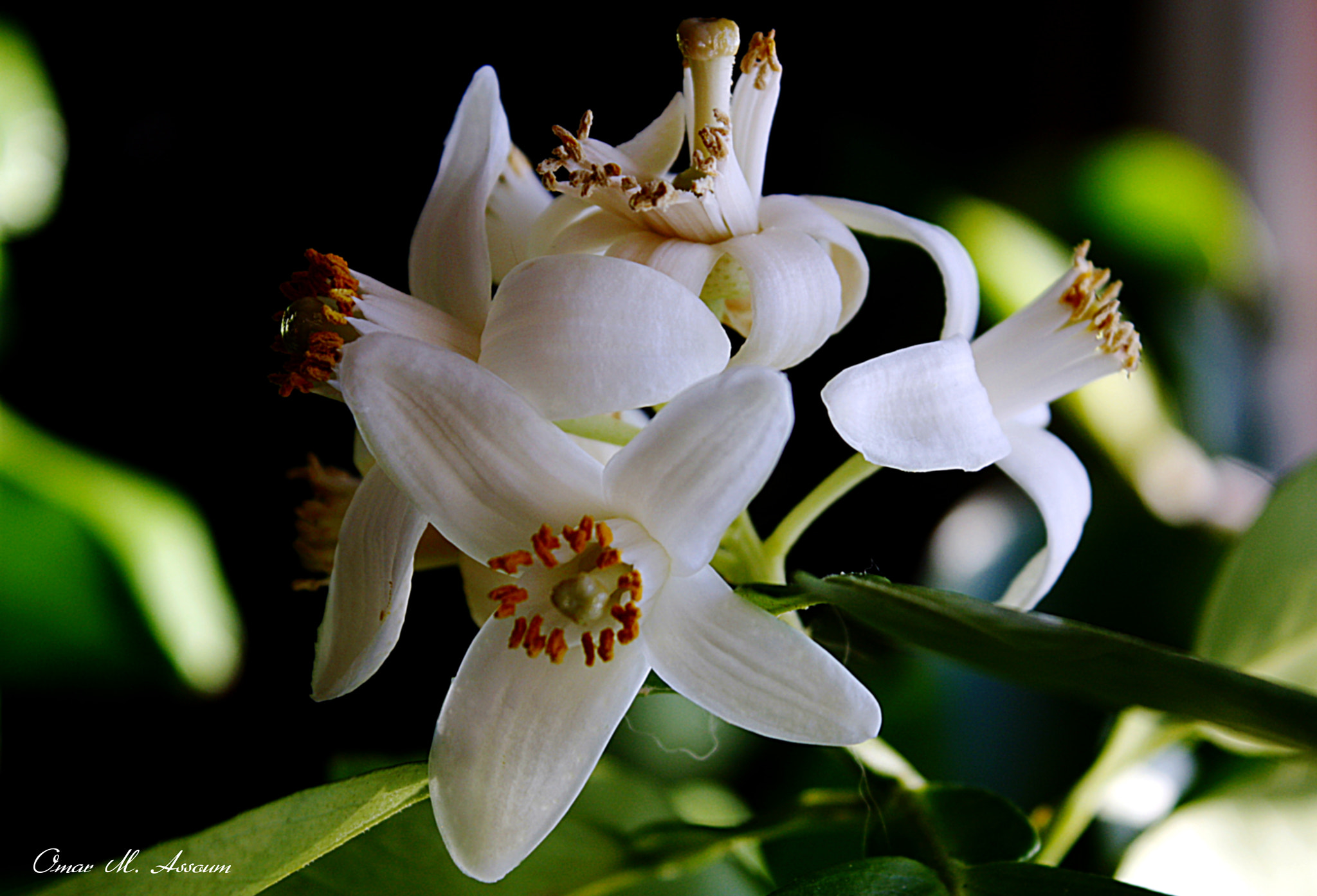 Canon EF-S 18-55mm F3.5-5.6 IS sample photo. Pure white photography