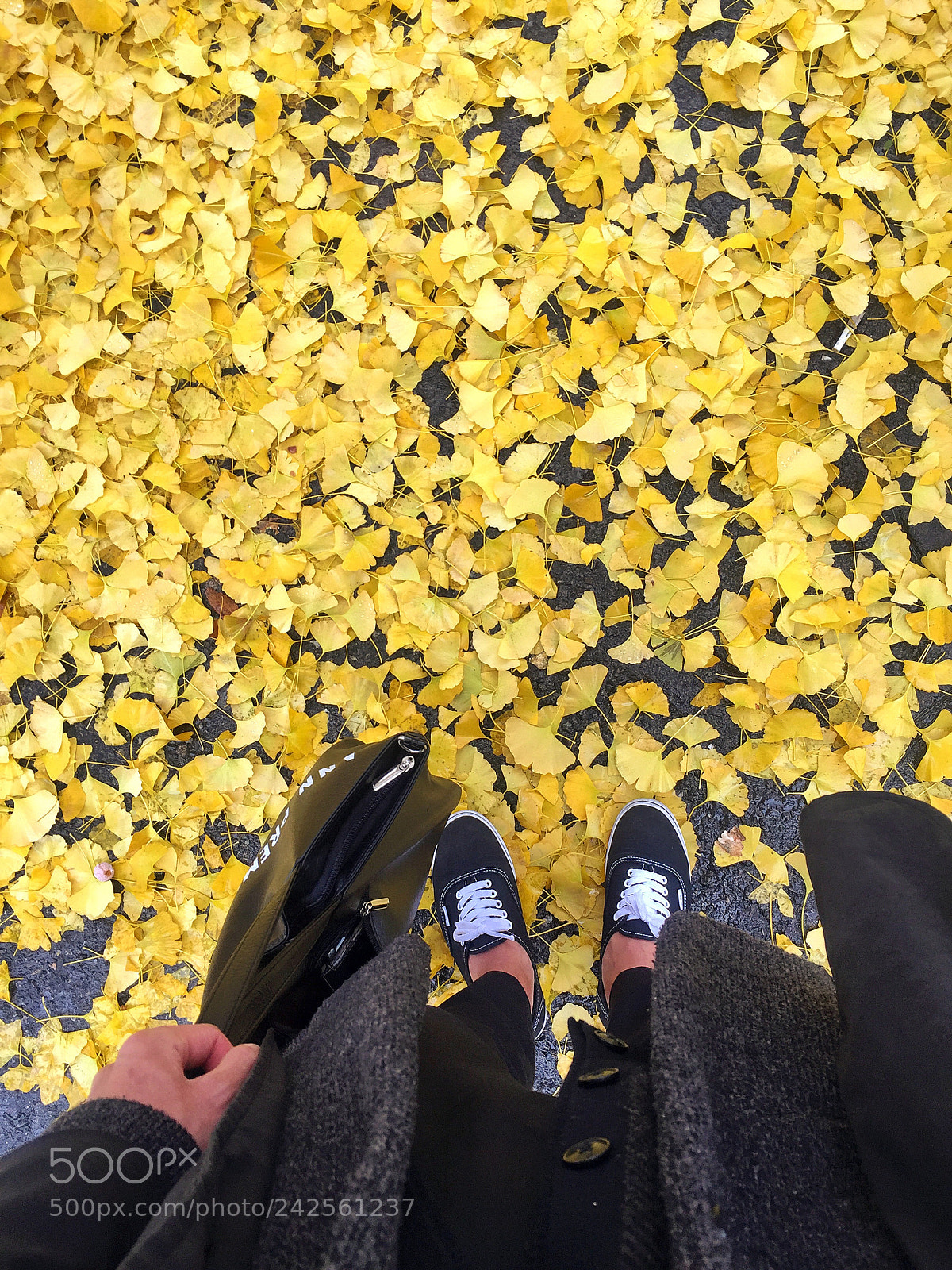 Apple iPhone 6 sample photo. Ginko leaf photography