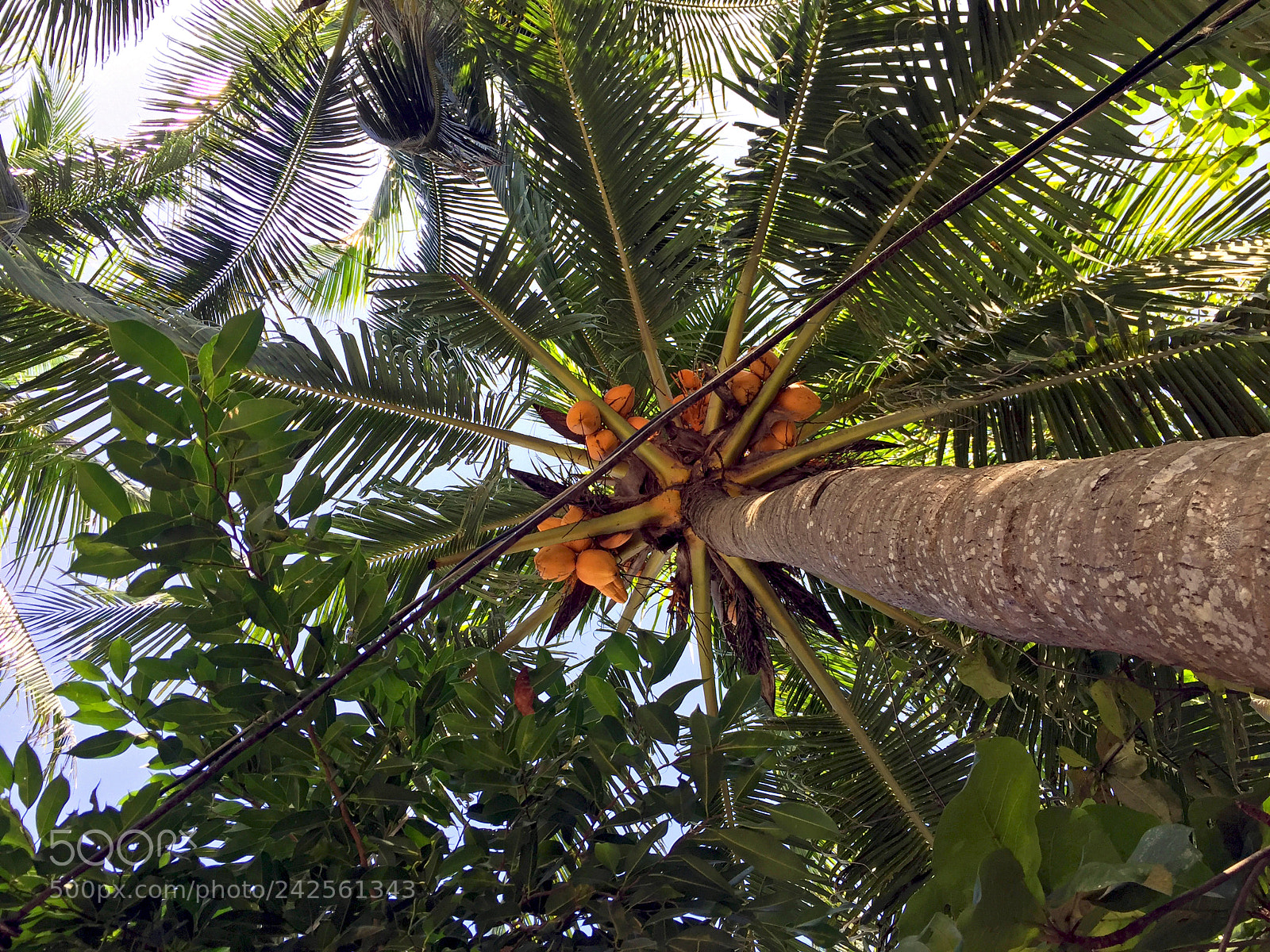 Apple iPhone 6 sample photo. Jeju tree photography