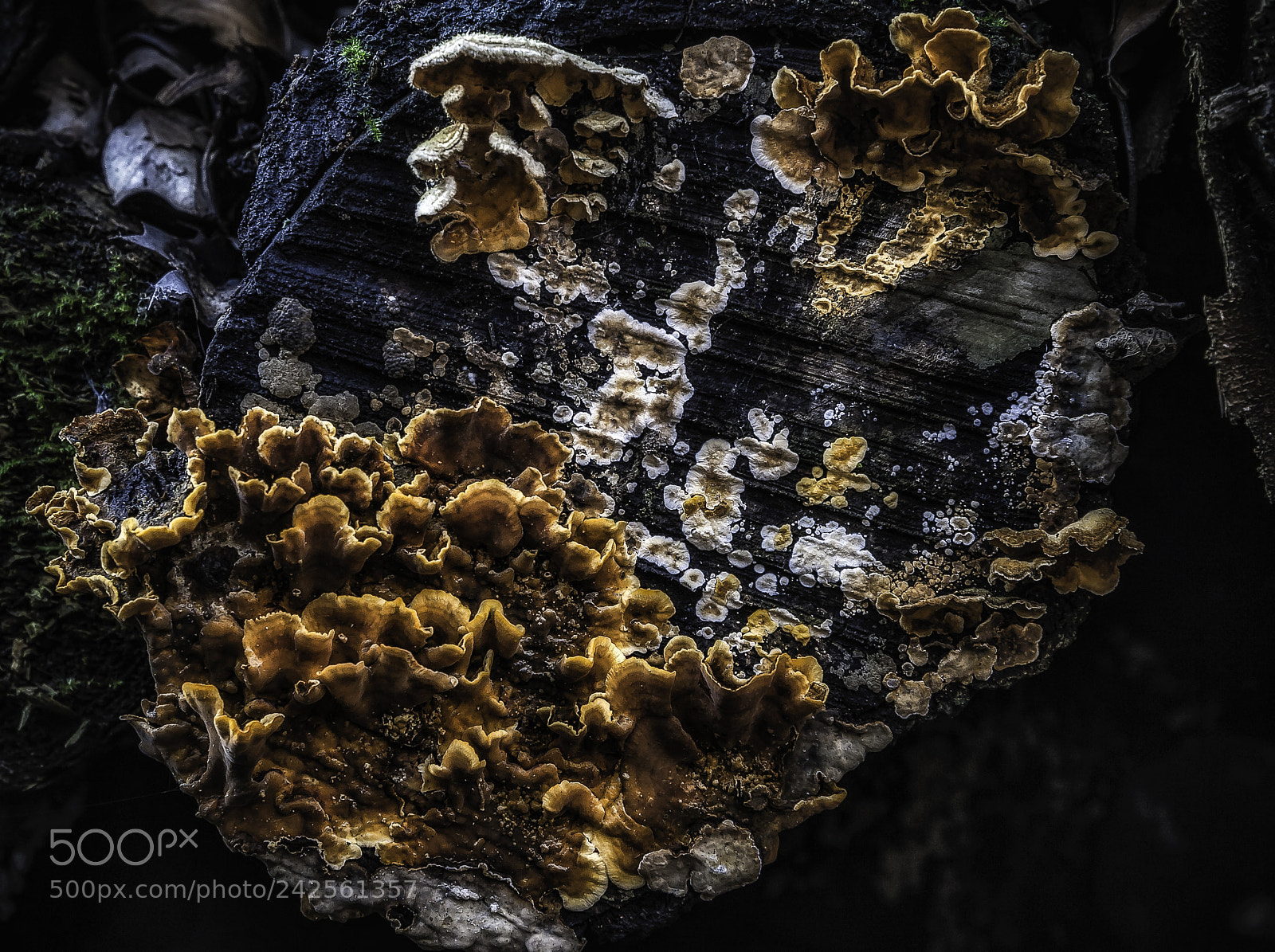 Nikon D700 sample photo. "mushrooms in january" photography