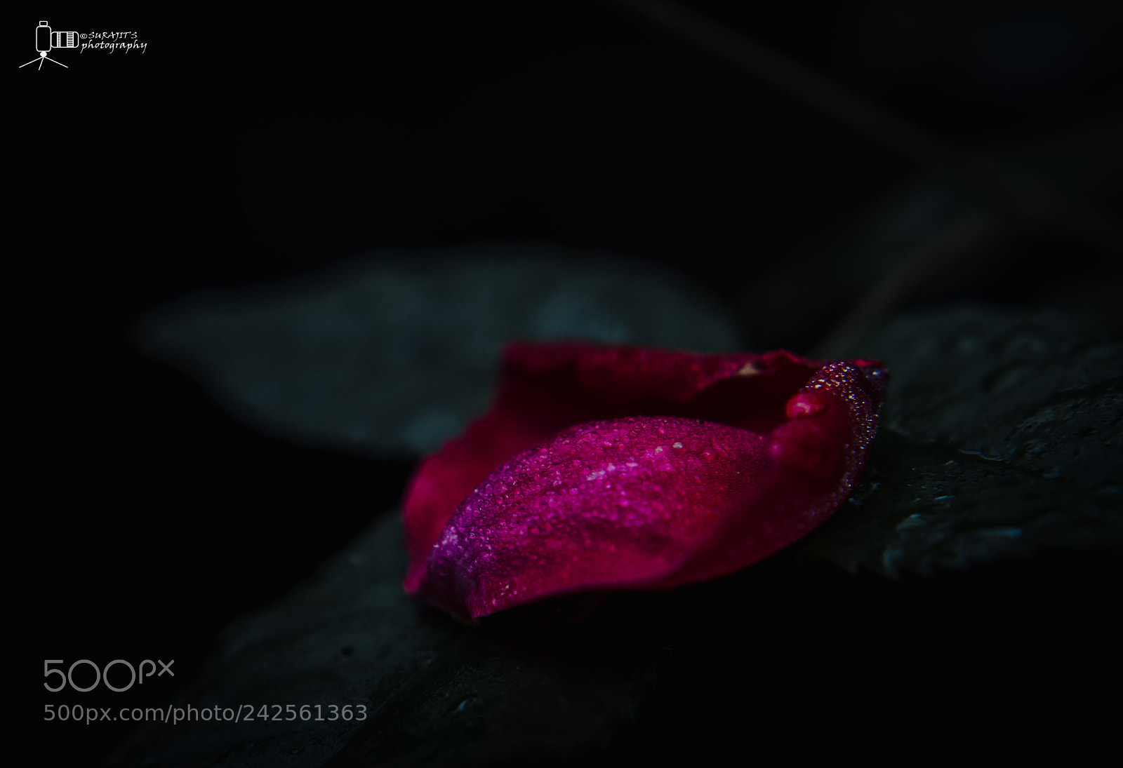 Nikon D5100 sample photo. Stand out alone... photography