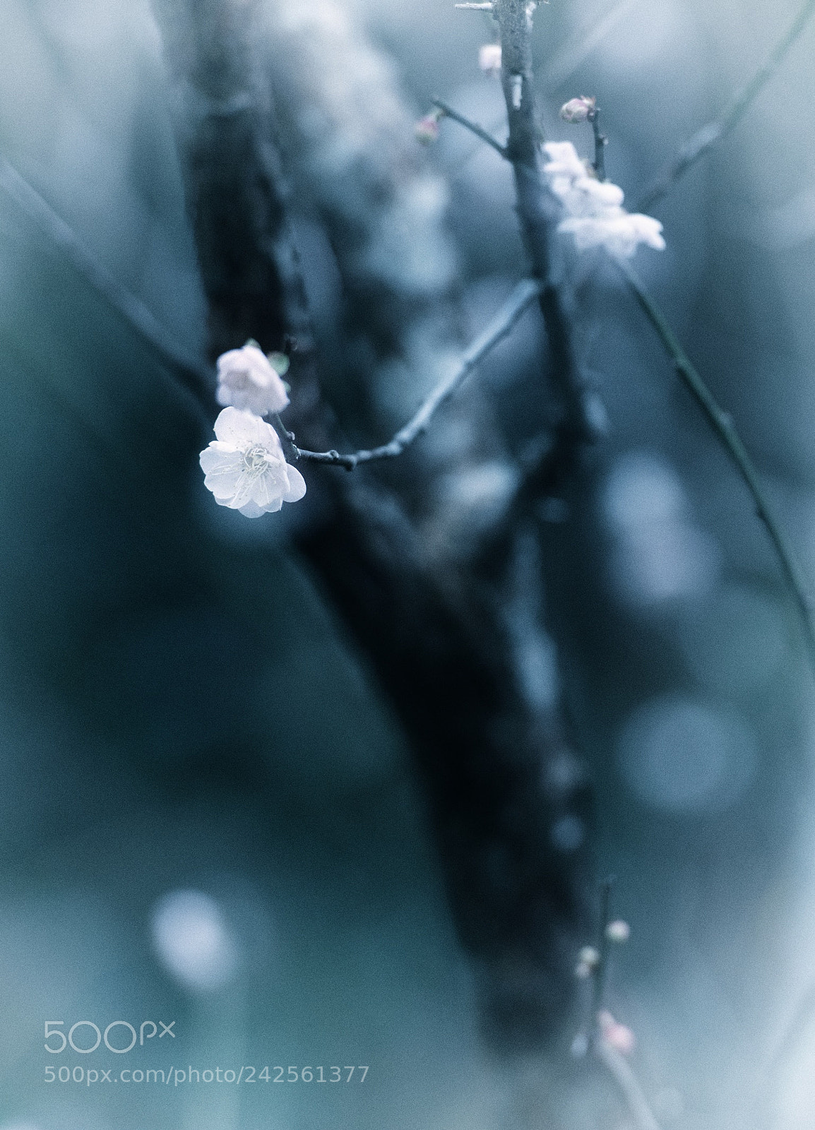 Nikon D850 sample photo. 一剪梅 photography