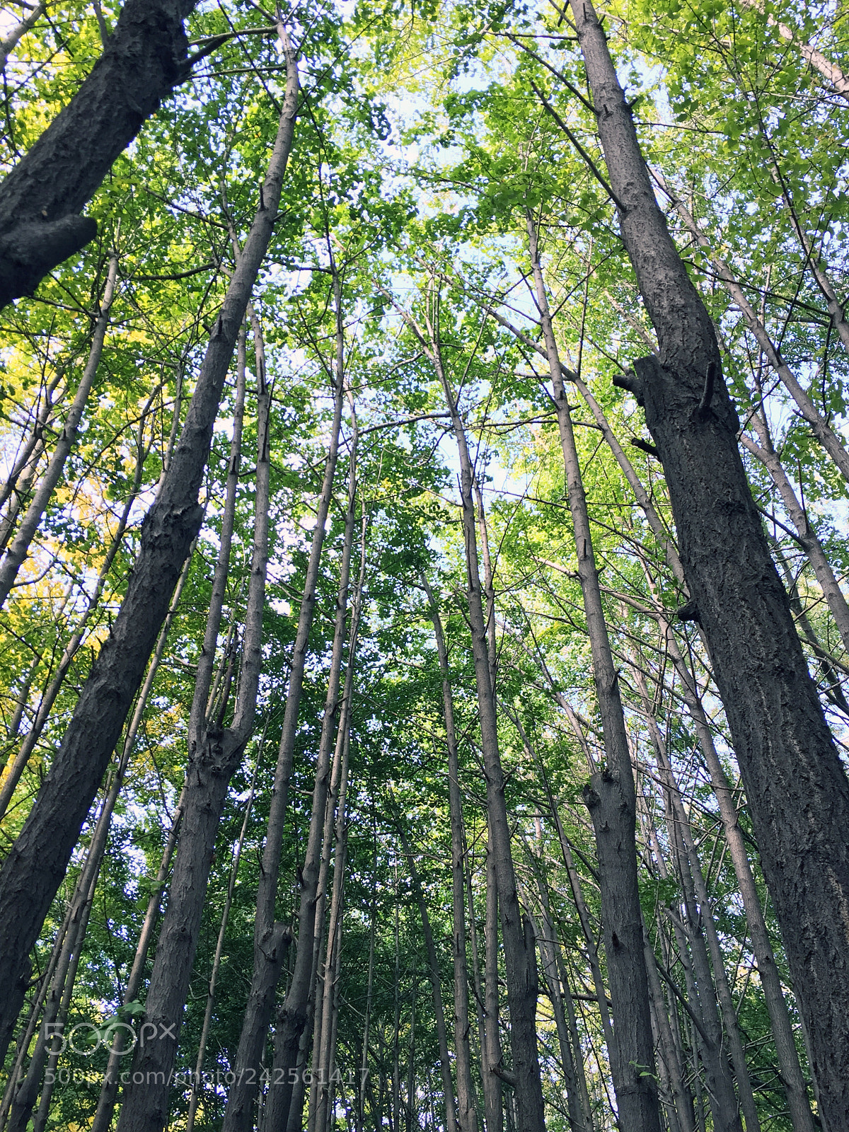 Apple iPhone 6 sample photo. Forest sunshinne photography