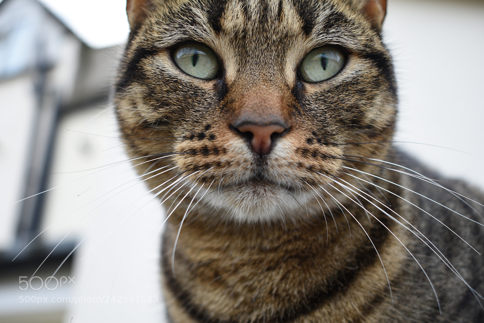 Nikon D3400 sample photo. Eye of the lynx photography