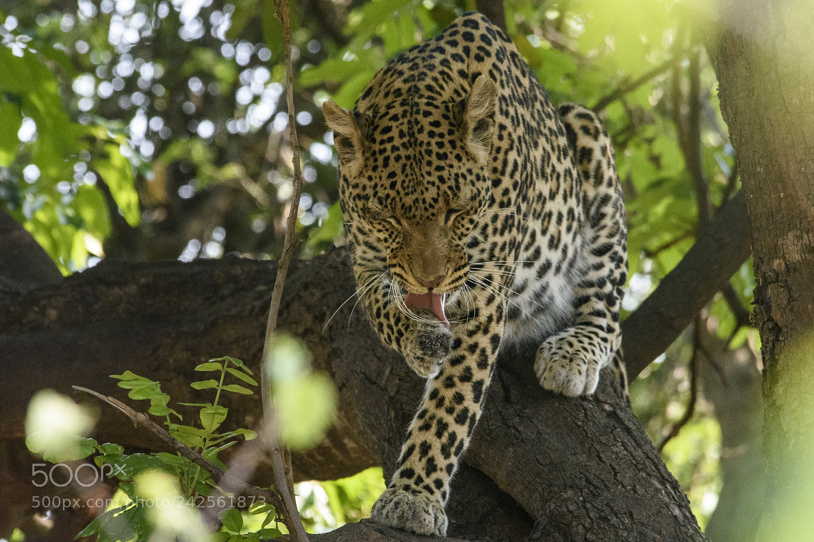 Nikon D7200 sample photo. Leopard in tree photography