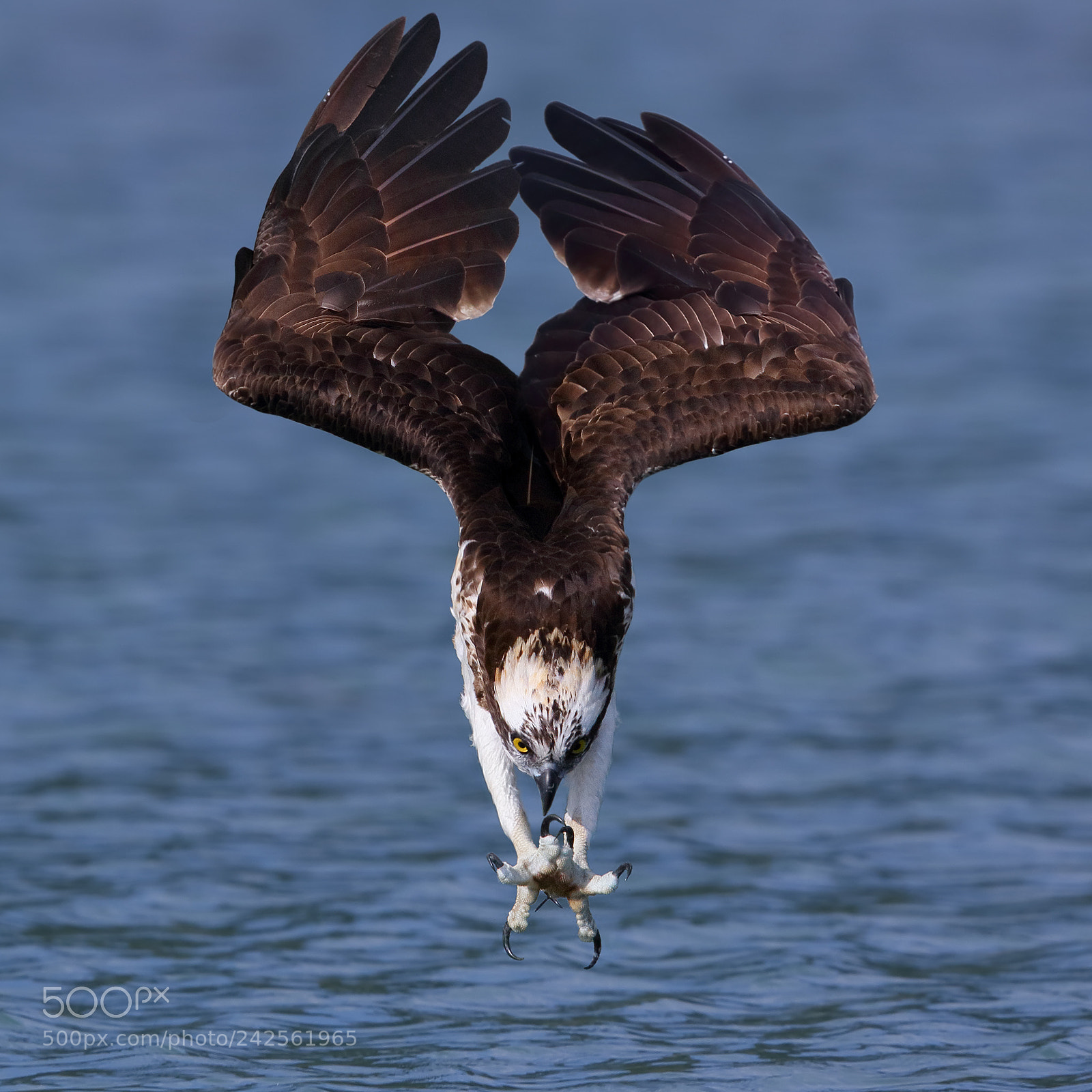 Canon EOS 7D Mark II sample photo. Osprey photography