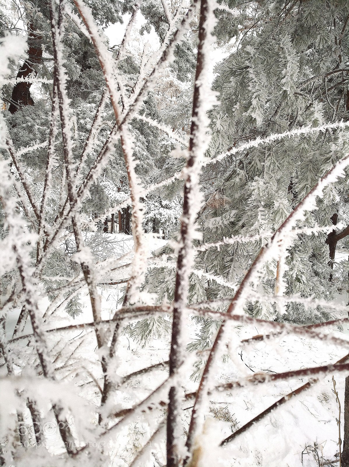HUAWEI nova sample photo. So freezed ii! photography