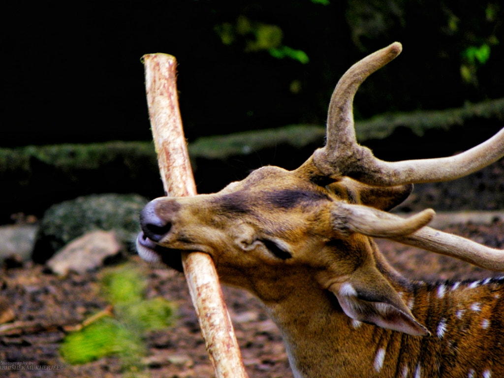 Kodak EasyShare Z981 sample photo. Deer photography