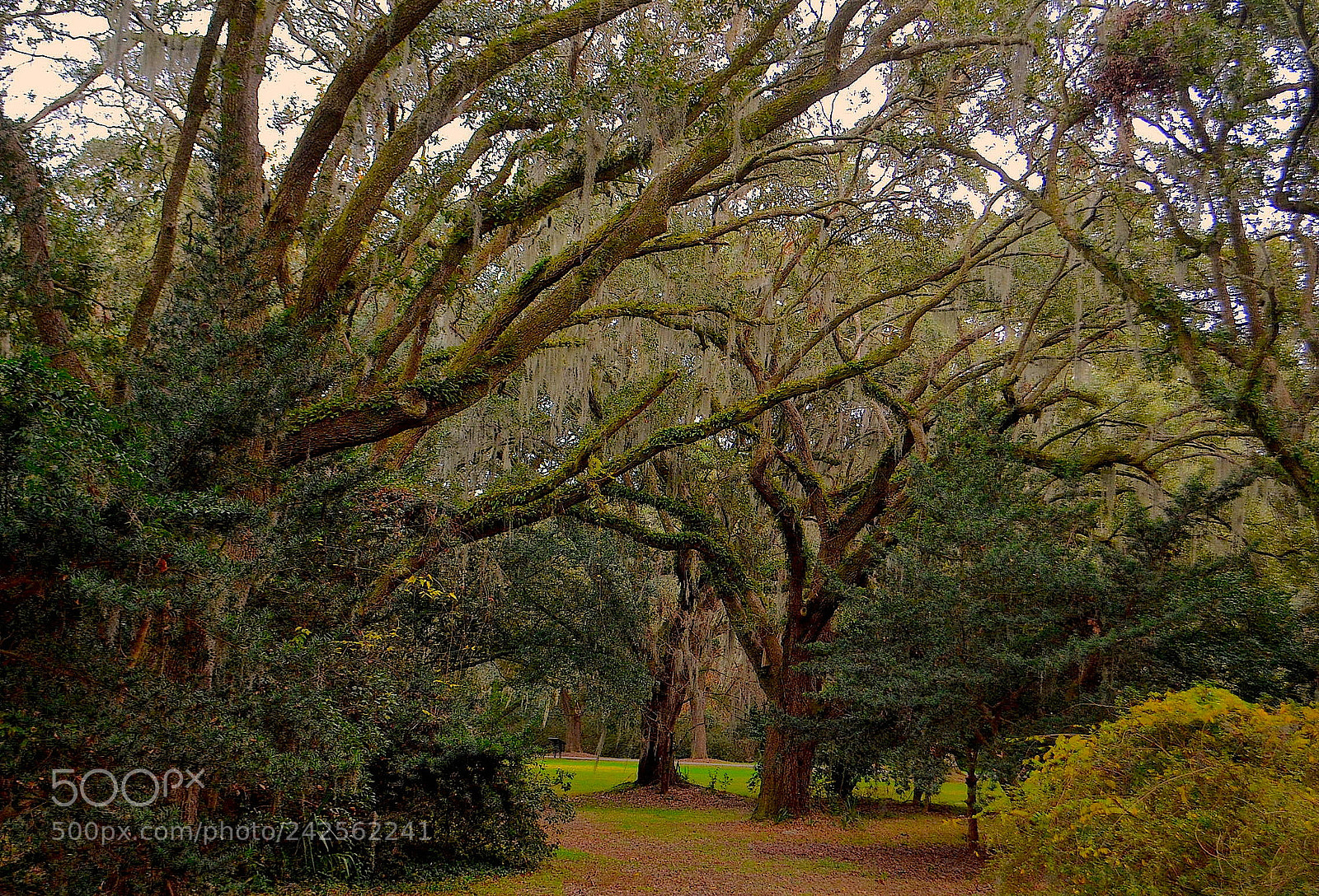 Nikon D5100 sample photo. Live oak forest, charleston photography