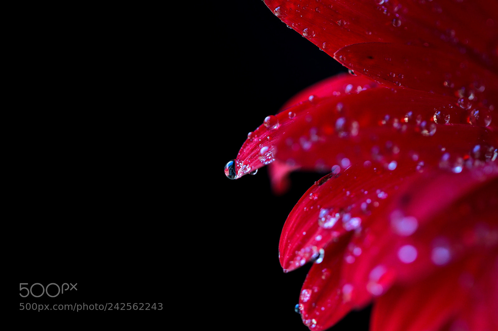 Canon EOS 77D (EOS 9000D / EOS 770D) sample photo. Raindrops on a red photography