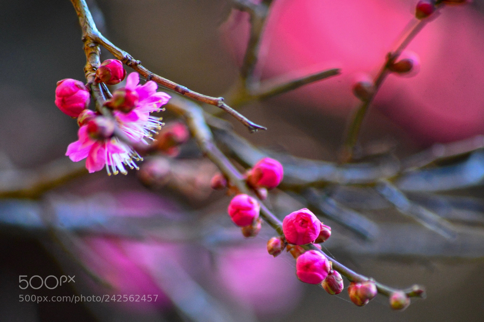 Nikon Df sample photo. The red plum photography