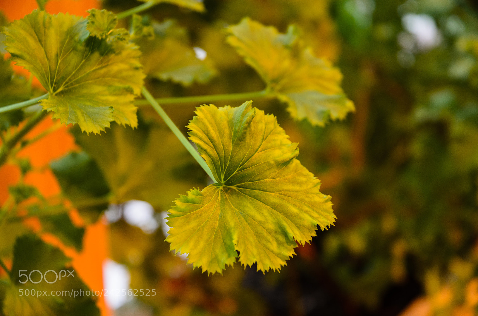 Nikon D5100 sample photo. 261 photography